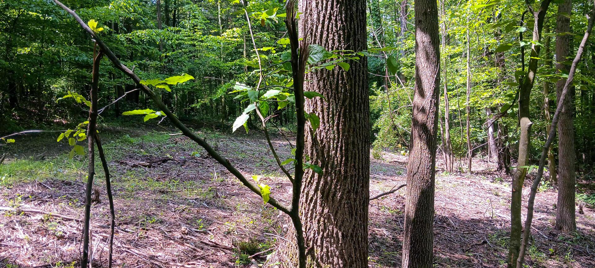 Mulberry Street #LOT M WOODS FLINT RIDGE, Newark, Ohio image 32