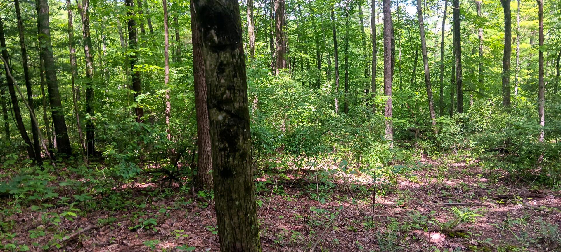 Mulberry Street #LOT M WOODS FLINT RIDGE, Newark, Ohio image 28