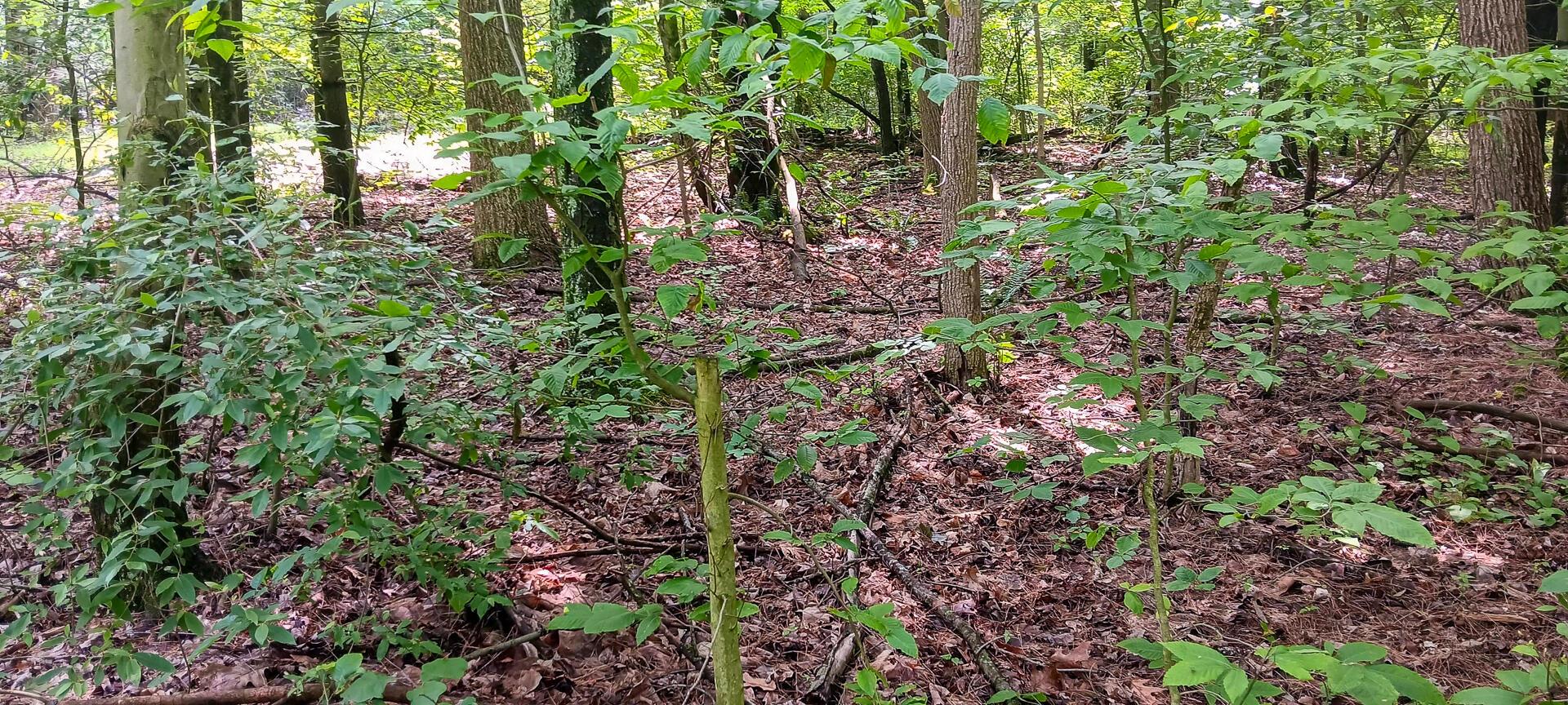 Mulberry Street #LOT M WOODS FLINT RIDGE, Newark, Ohio image 29