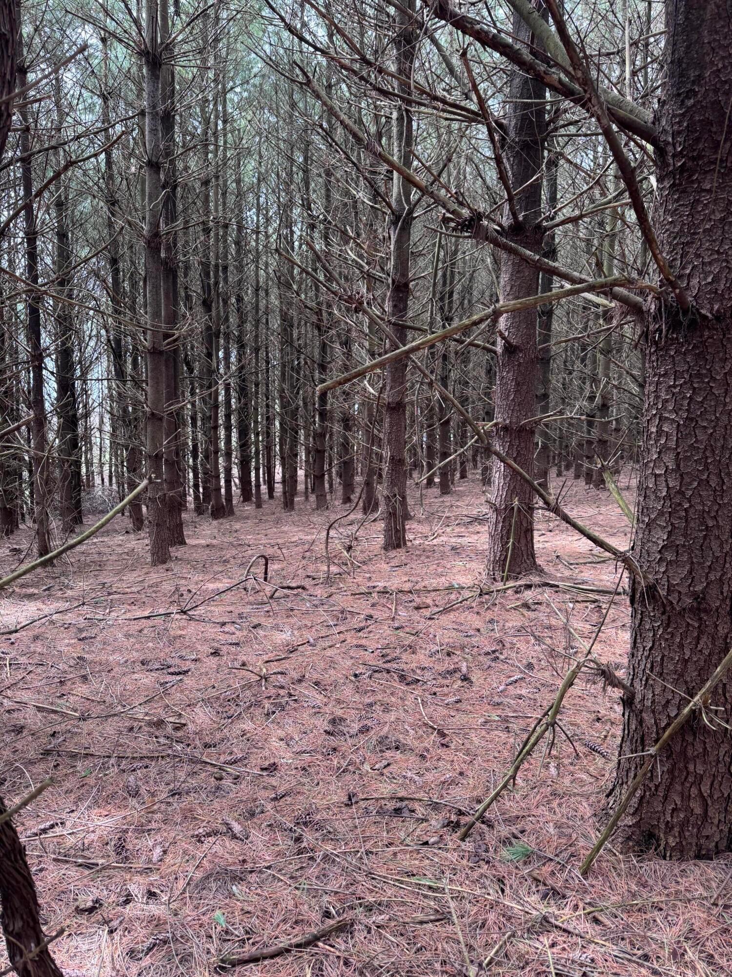 Forest Grove Ridge Road, Caldwell, Ohio image 3