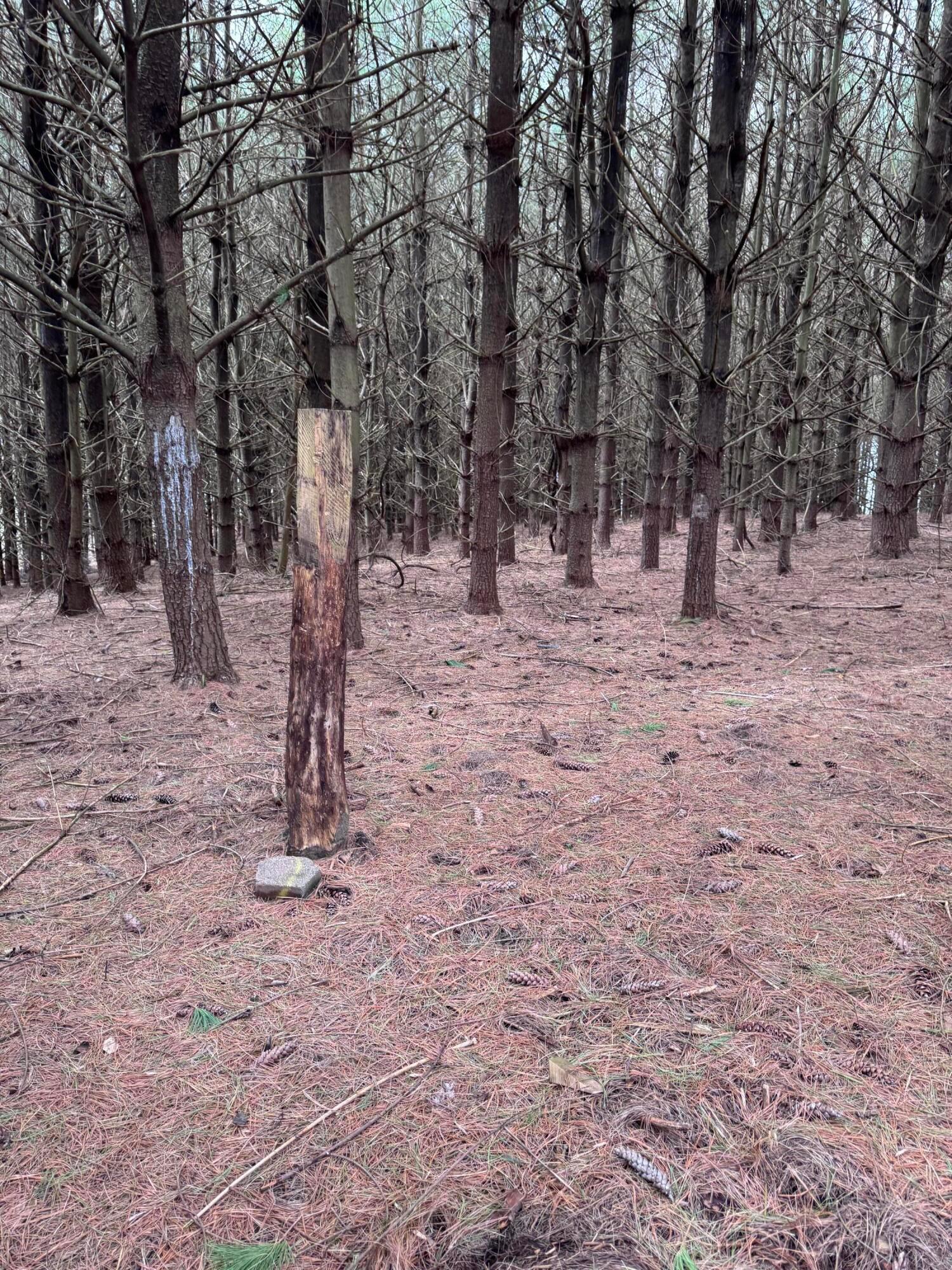 Forest Grove Ridge Road, Caldwell, Ohio image 11
