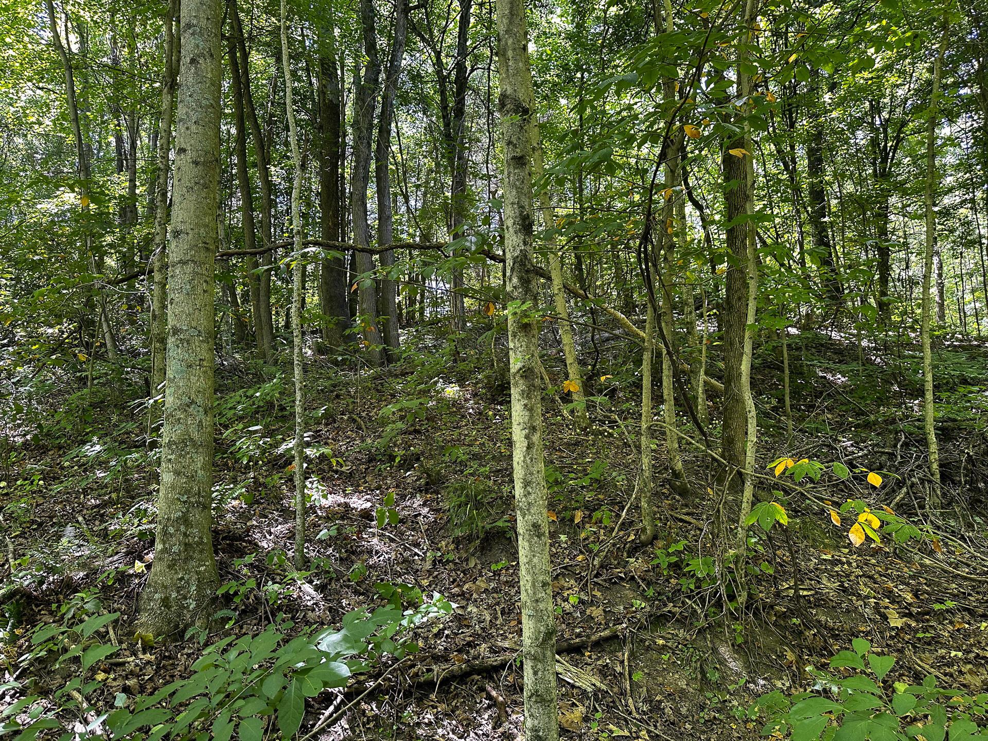 33114 Parkinson Road #TRACT 10 AT TITUS, Langsville, Ohio image 30