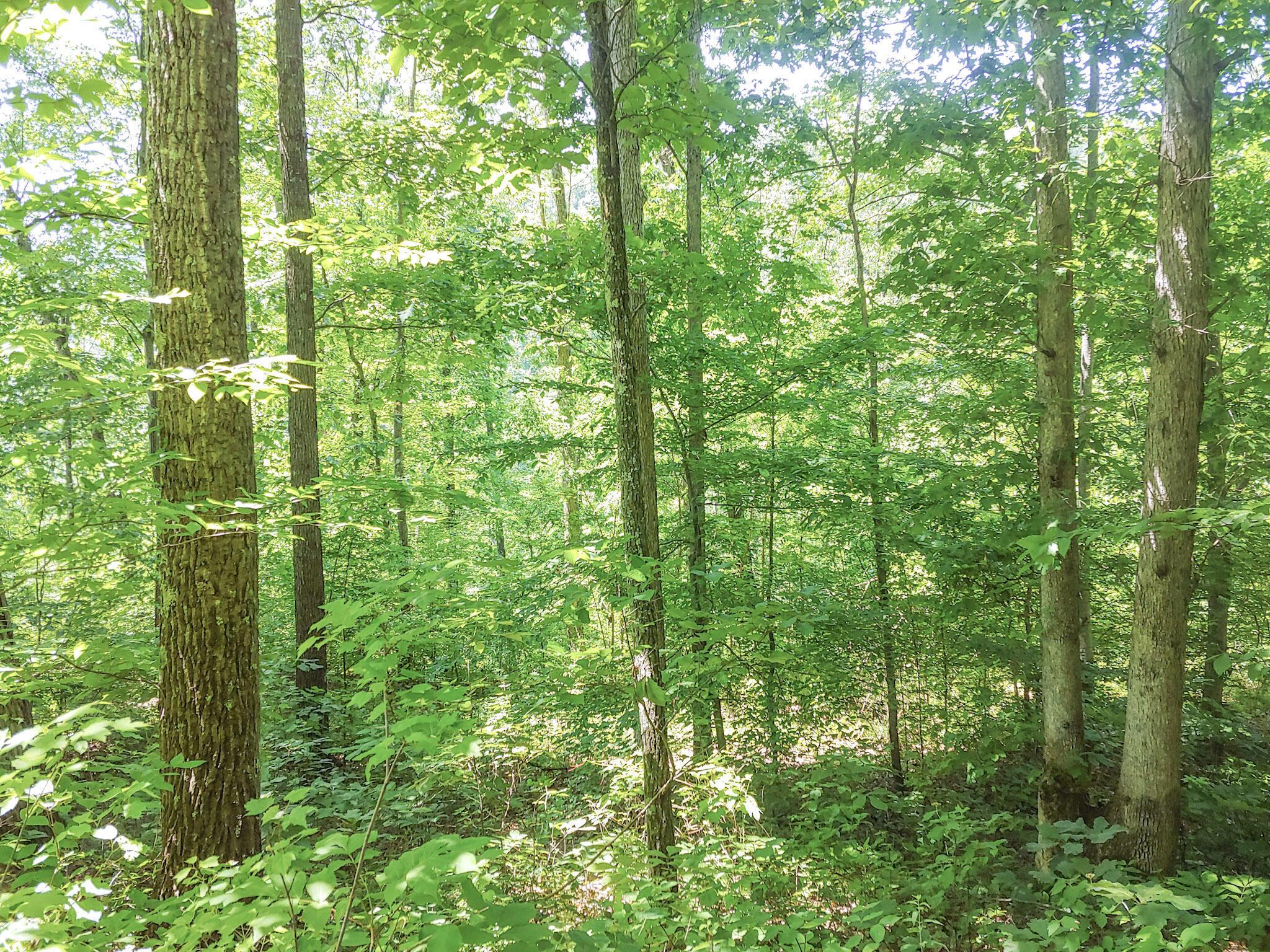 Moss Run Road, Marietta, Ohio image 6