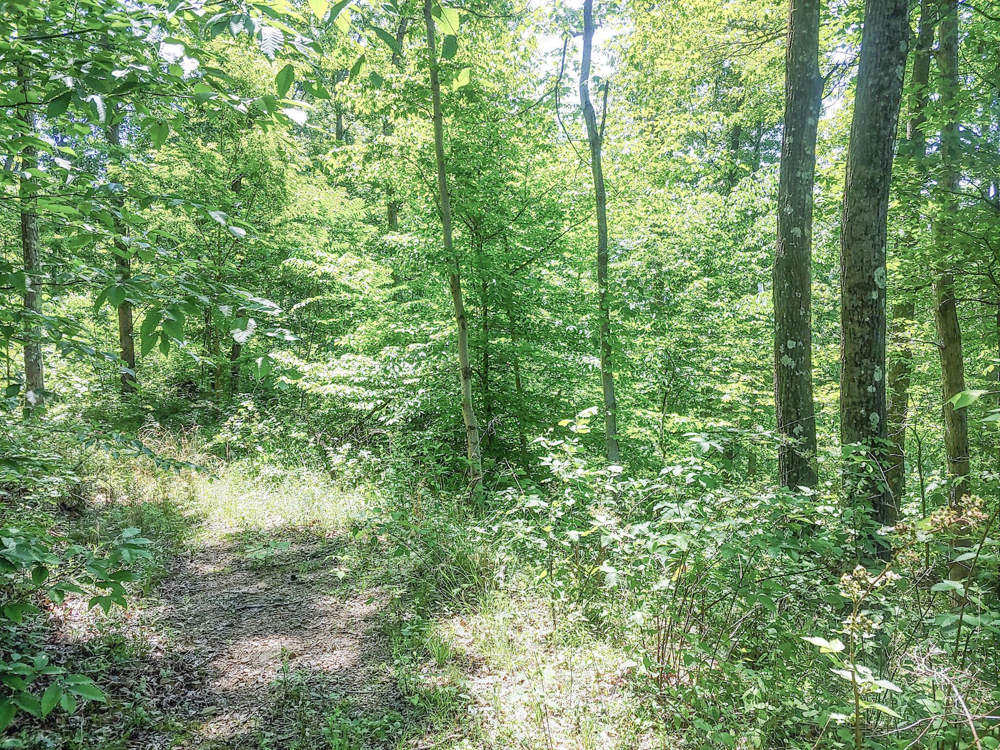 Moss Run Road, Marietta, Ohio image 9