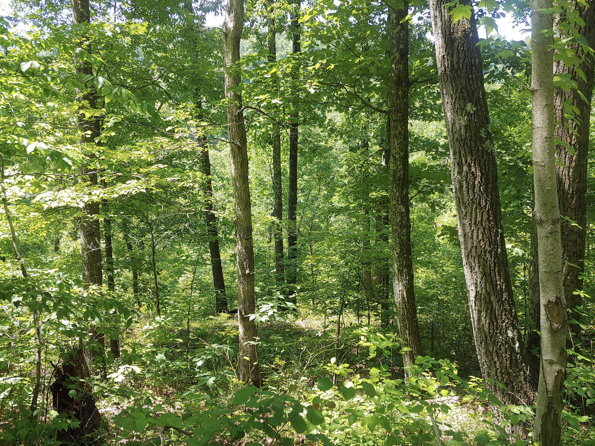 Moss Run Road, Marietta, Ohio image 8