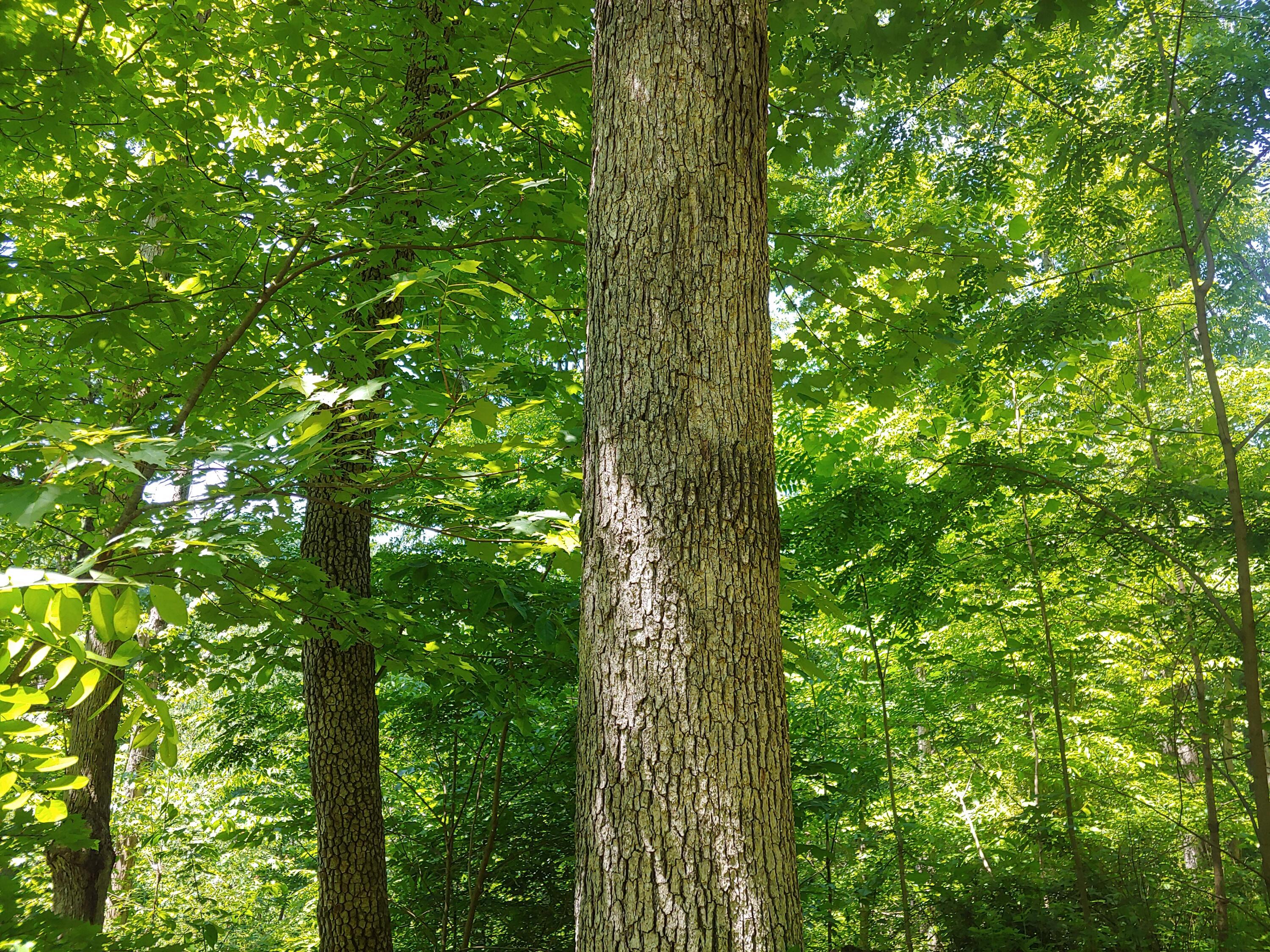 Moss Run Road, Marietta, Ohio image 16