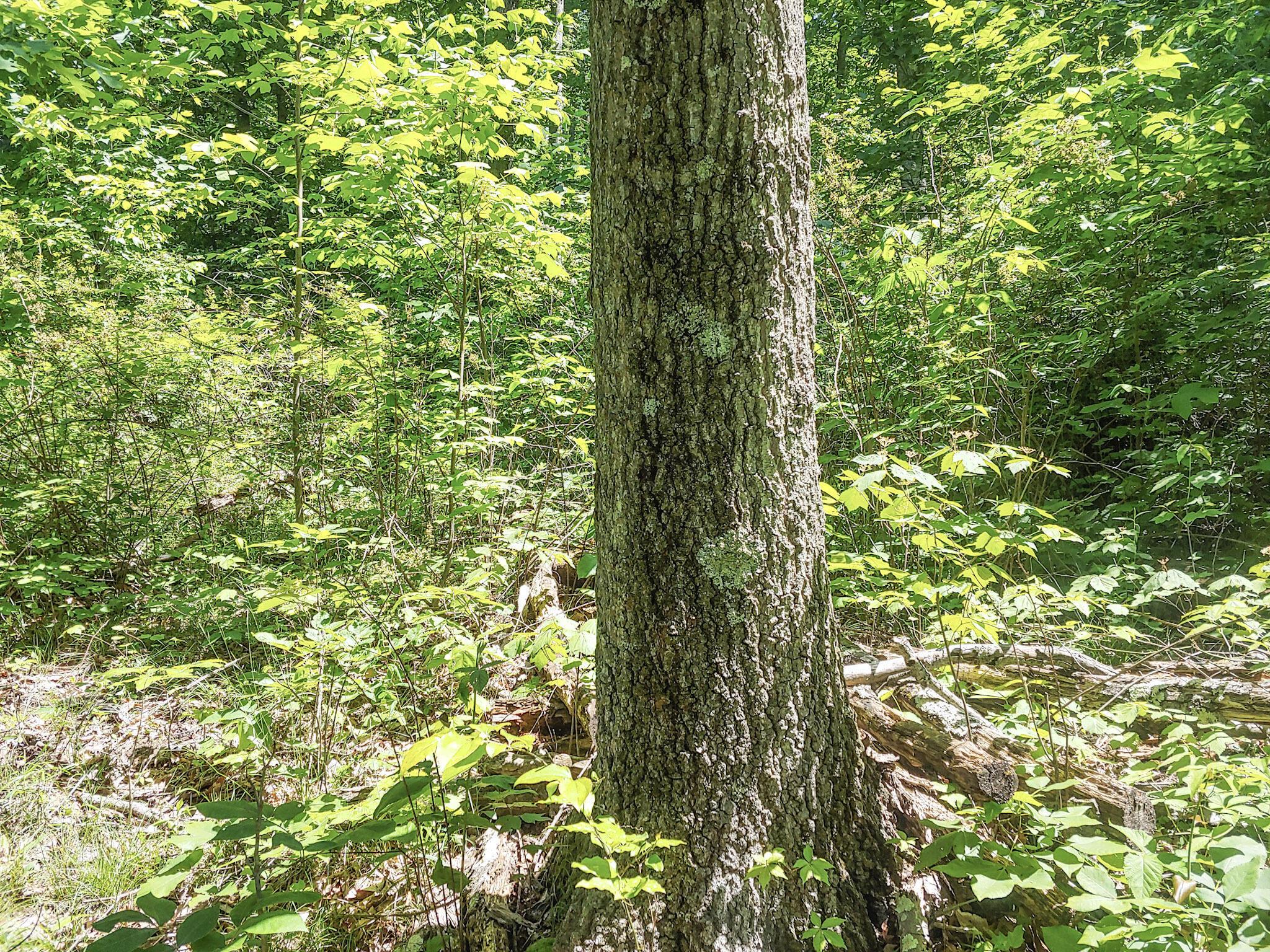 Moss Run Road, Marietta, Ohio image 10