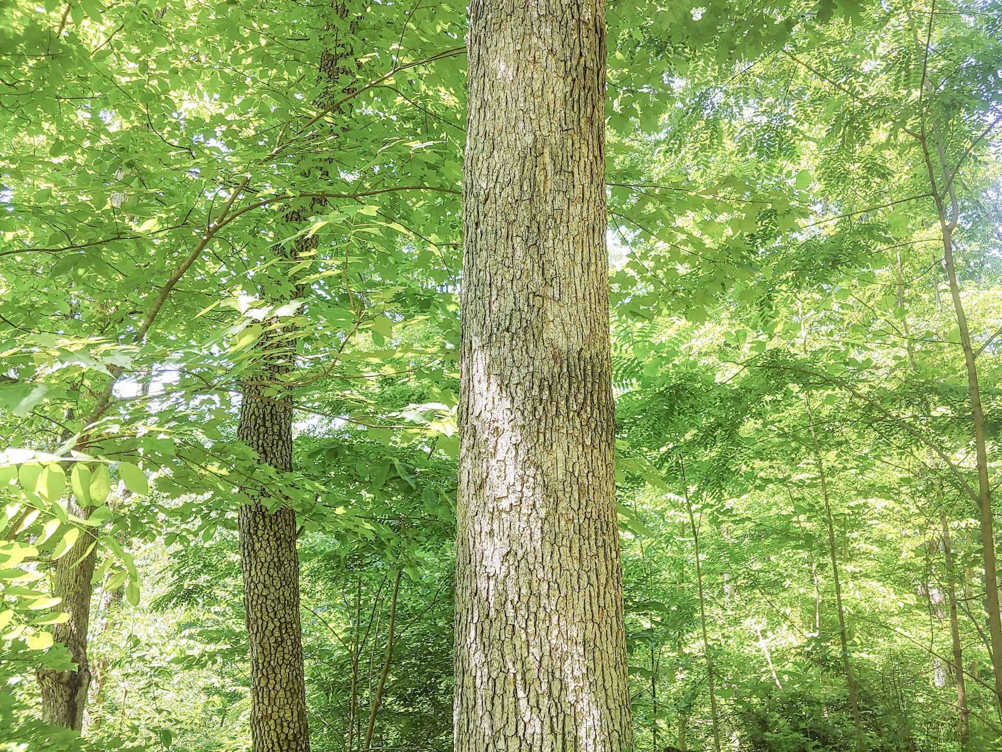 Moss Run Road, Marietta, Ohio image 4