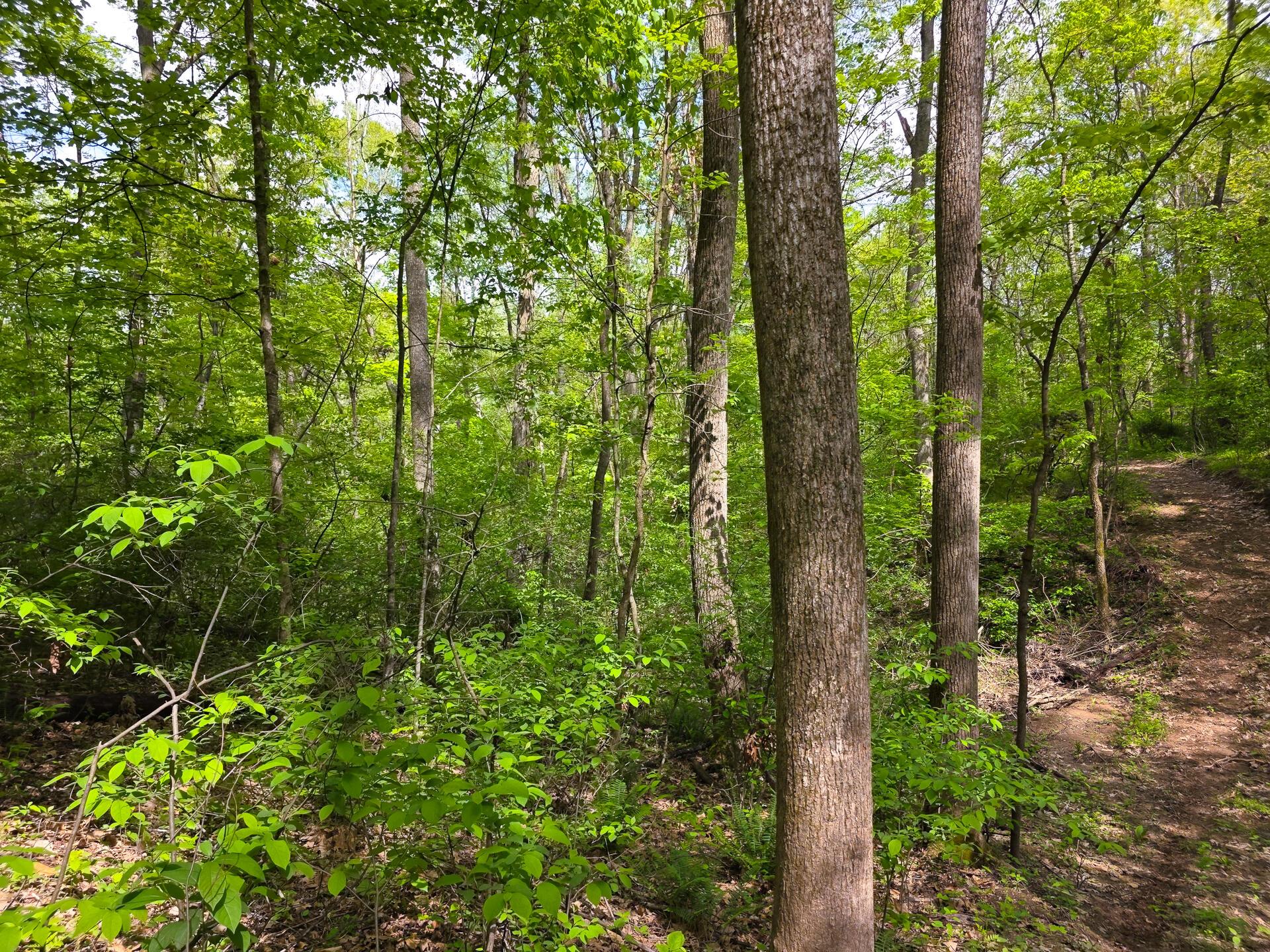 32119 Red Hill Road #COUNTRYSIDE CABIN BIG TI, Langsville, Ohio image 34