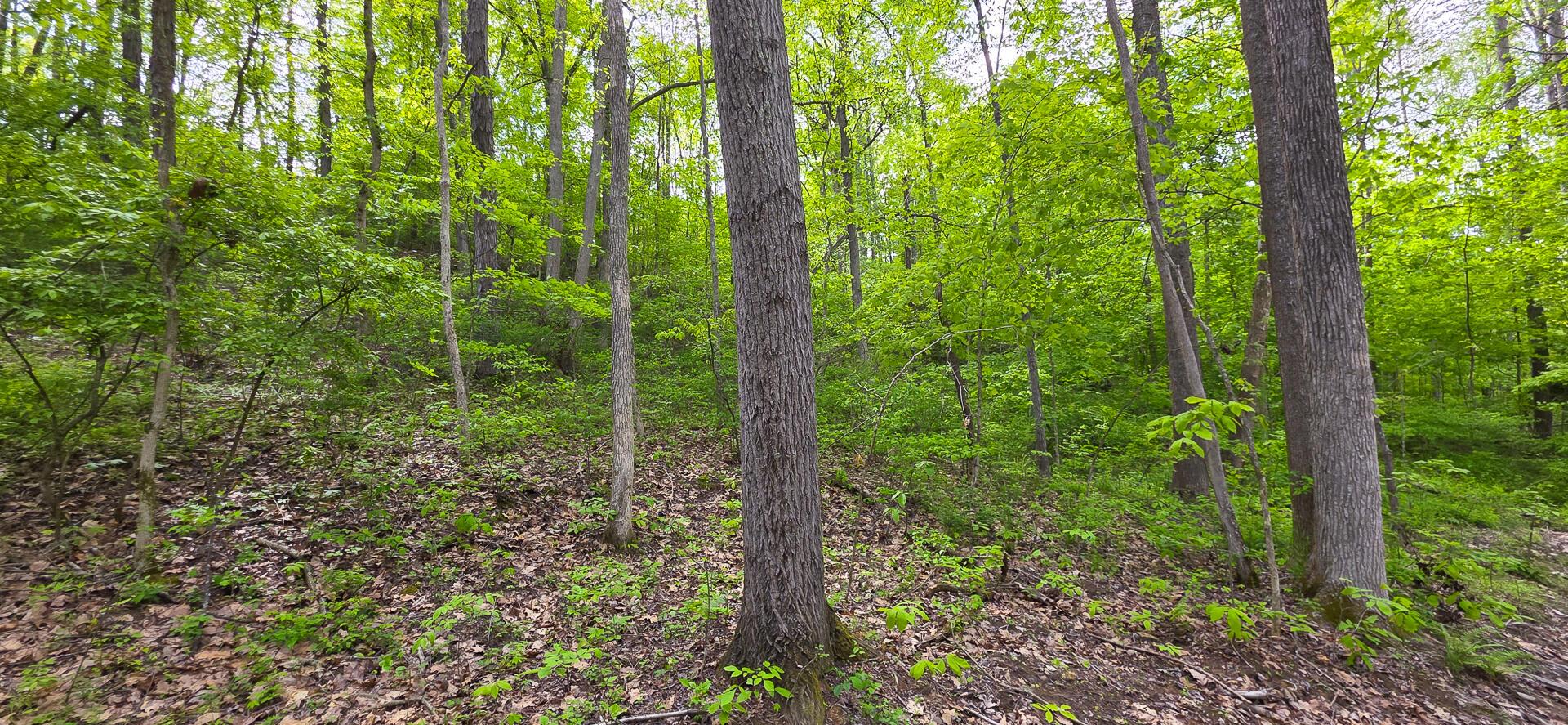 32119 Red Hill Road #COUNTRYSIDE CABIN BIG TI, Langsville, Ohio image 46
