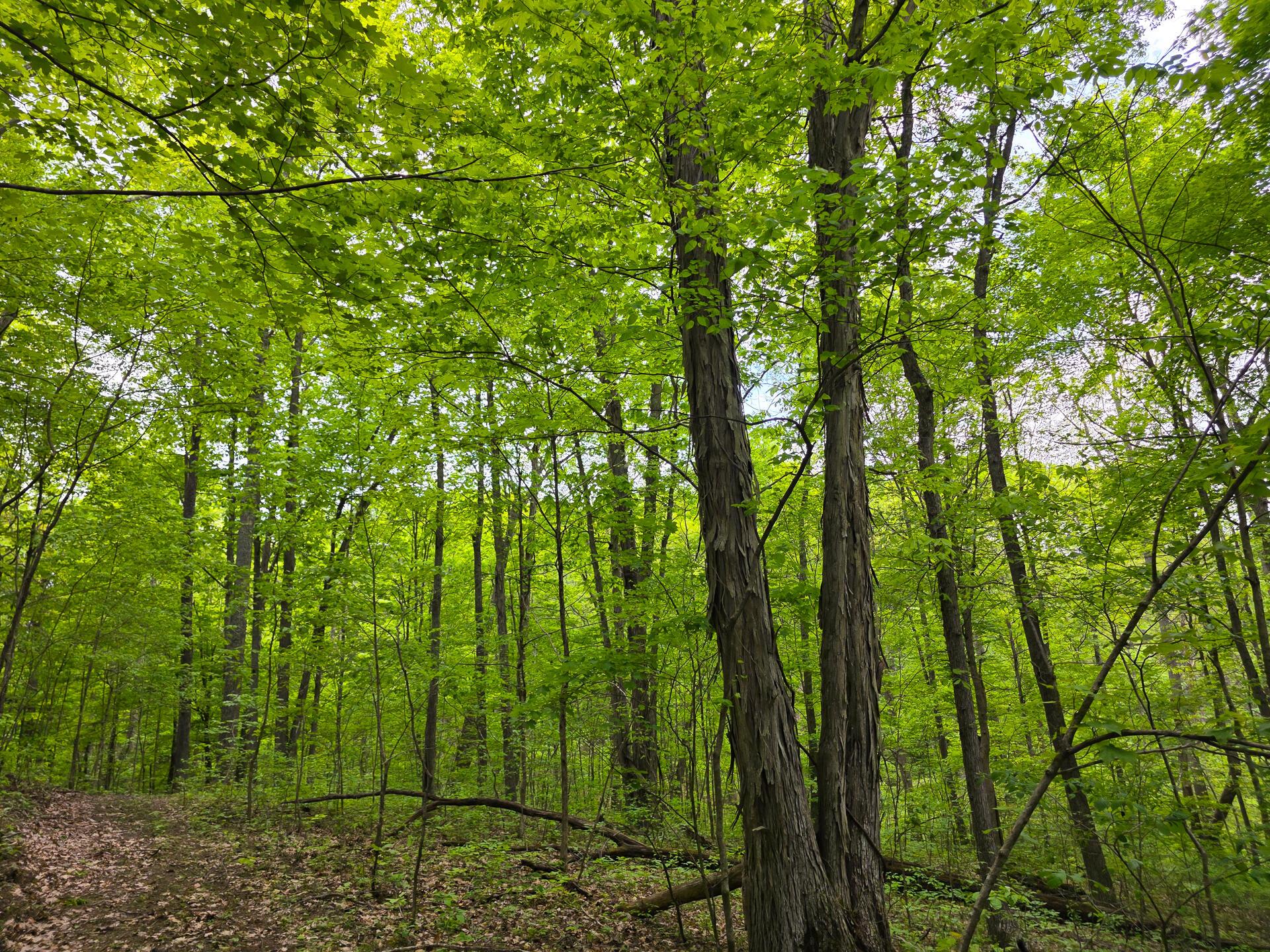 32119 Red Hill Road #COUNTRYSIDE CABIN BIG TI, Langsville, Ohio image 37