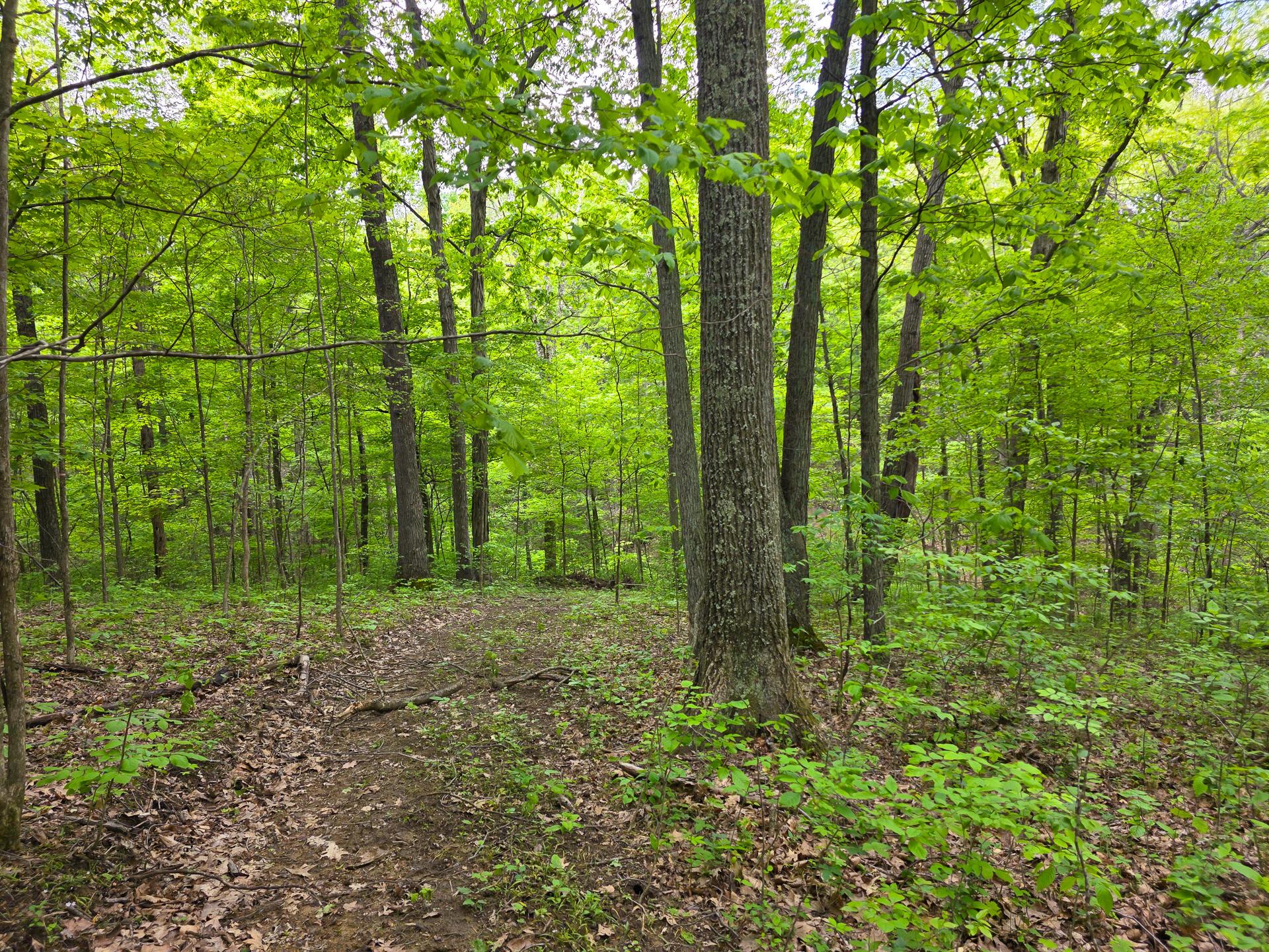 32119 Red Hill Road #COUNTRYSIDE CABIN BIG TI, Langsville, Ohio image 39
