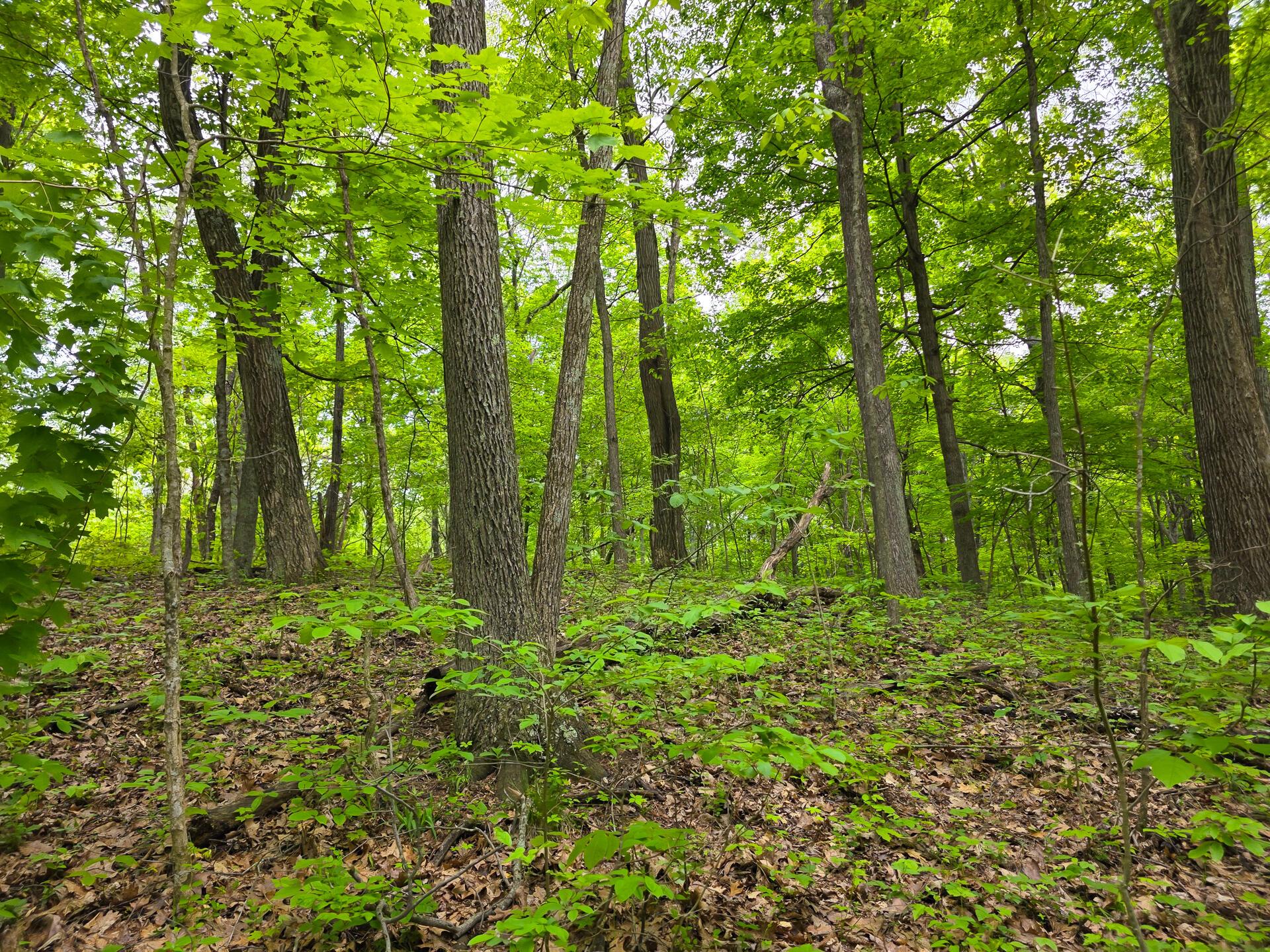 32119 Red Hill Road #COUNTRYSIDE CABIN BIG TI, Langsville, Ohio image 38
