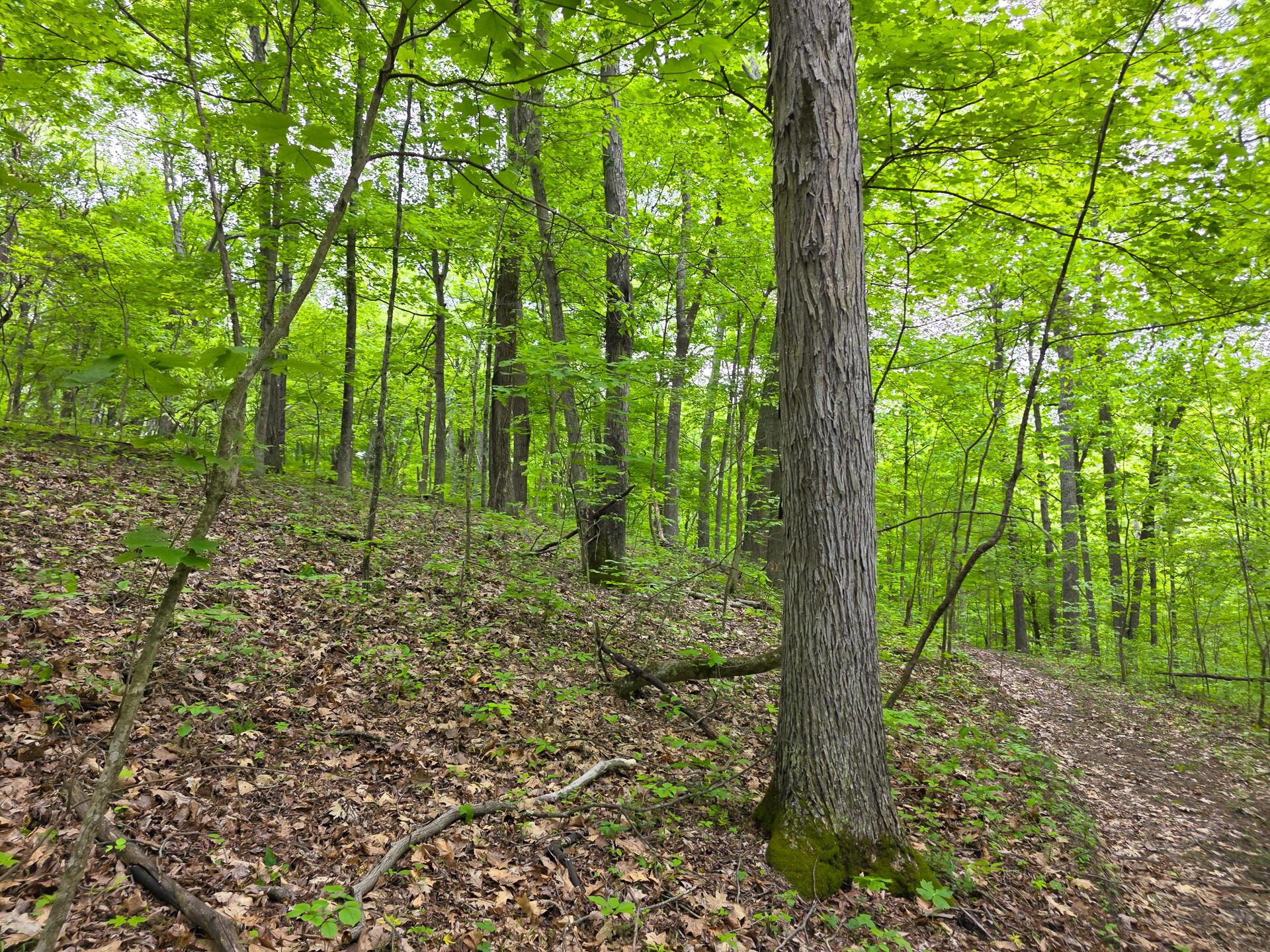 32119 Red Hill Road #COUNTRYSIDE CABIN BIG TI, Langsville, Ohio image 12