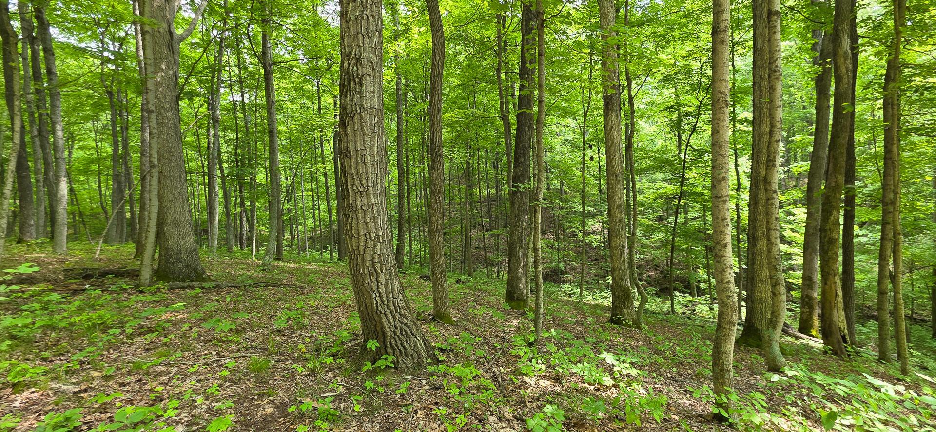 Edmunson Road #TRACT 2 AT BIG TIMBER, Vinton, Ohio image 25