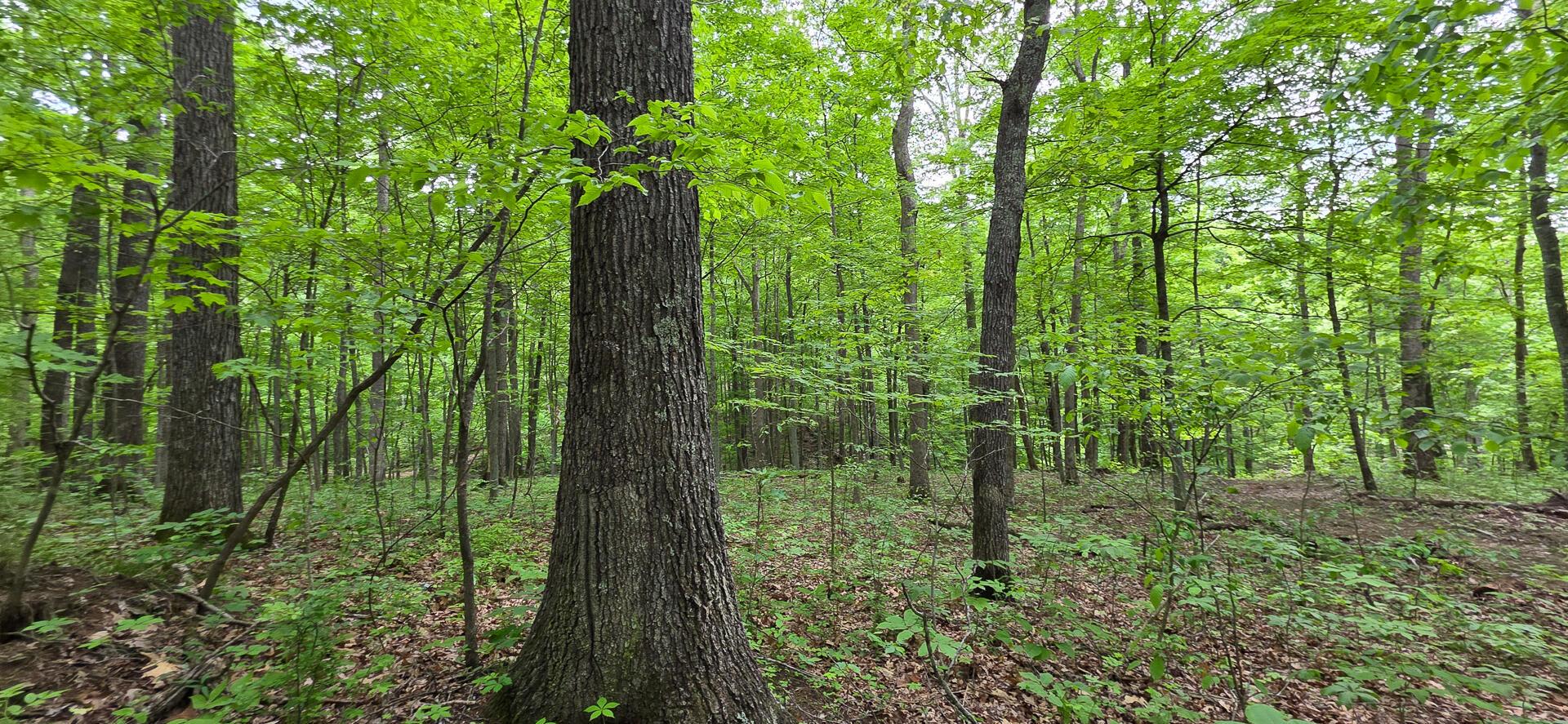 Edmunson Road #TRACT 2 AT BIG TIMBER, Vinton, Ohio image 15