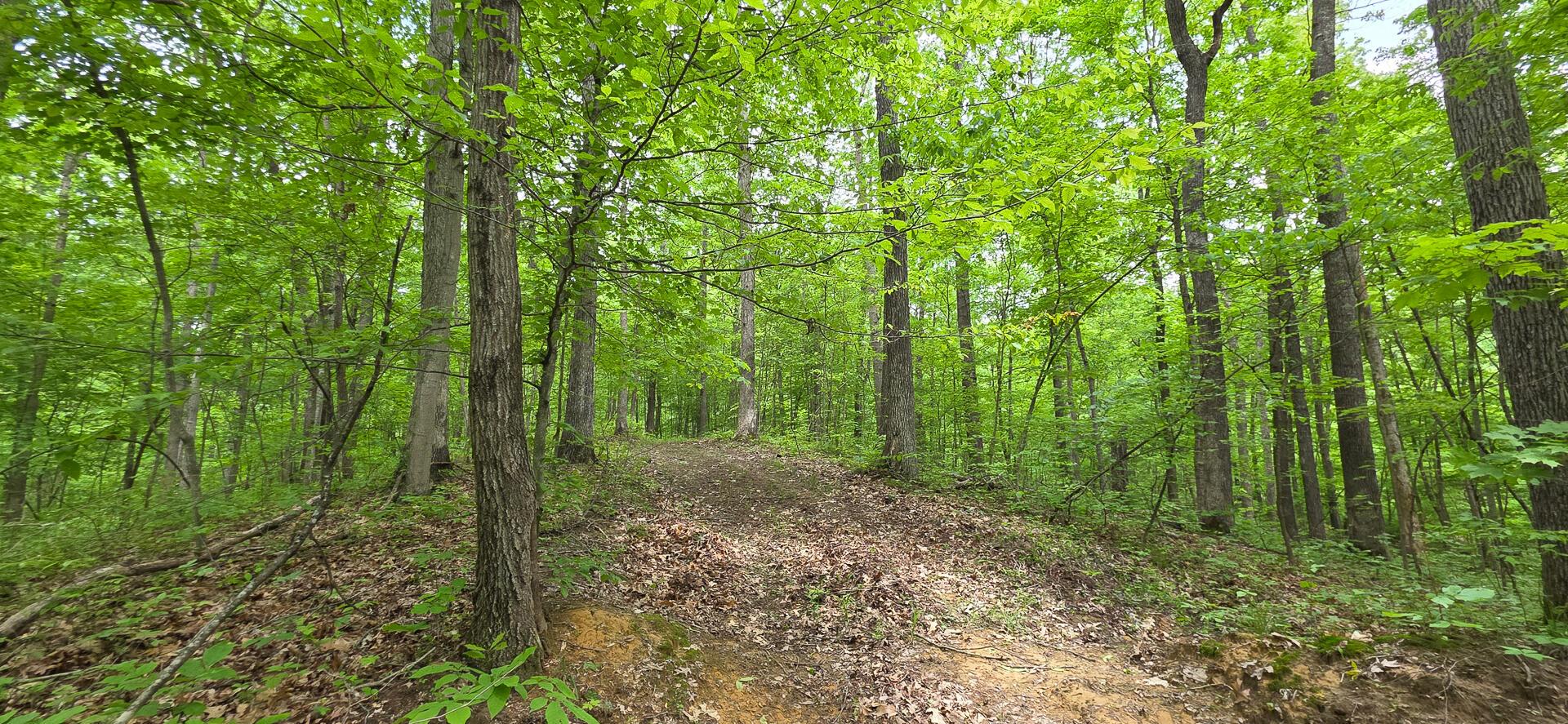 Edmunson Road #TRACT 2 AT BIG TIMBER, Vinton, Ohio image 9