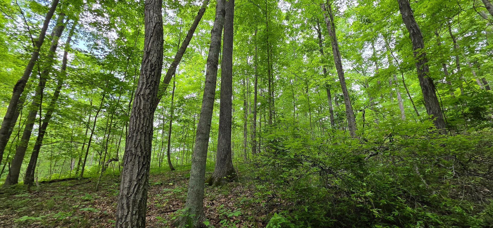 Edmunson Road #TRACT 2 AT BIG TIMBER, Vinton, Ohio image 12
