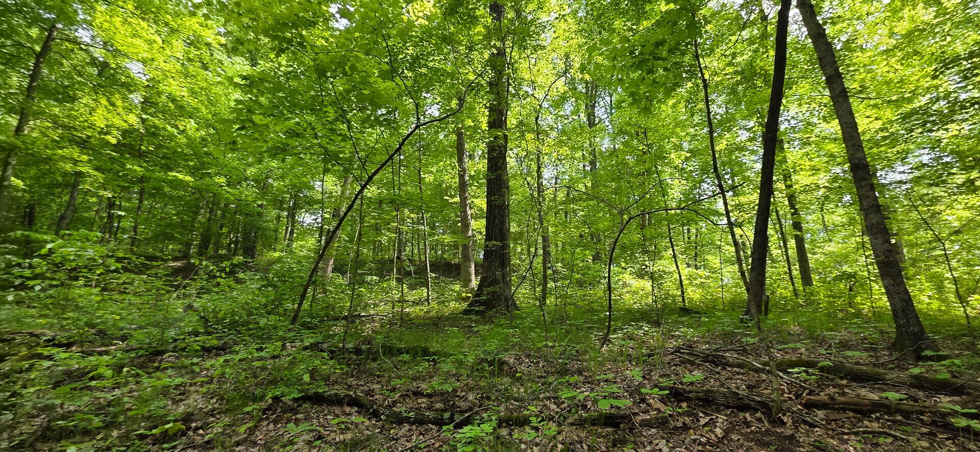 Edmunson Road #TRACT 2 AT BIG TIMBER, Vinton, Ohio image 27