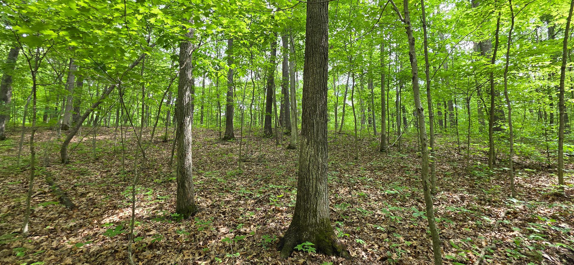 Edmunson Road #TRACT 2 AT BIG TIMBER, Vinton, Ohio image 8