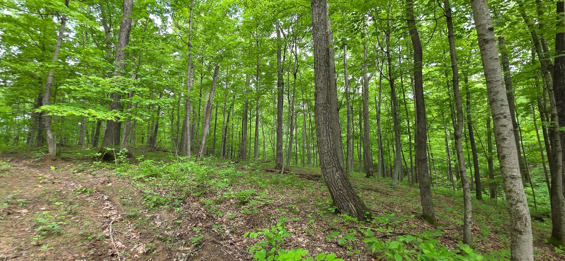 Edmunson Road #TRACT 2 AT BIG TIMBER, Vinton, Ohio image 6