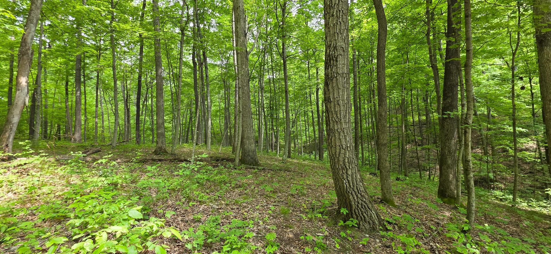 Edmunson Road #TRACT 2 AT BIG TIMBER, Vinton, Ohio image 26