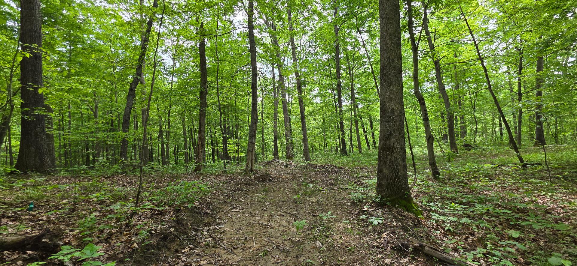 Edmunson Road #TRACT 2 AT BIG TIMBER, Vinton, Ohio image 23