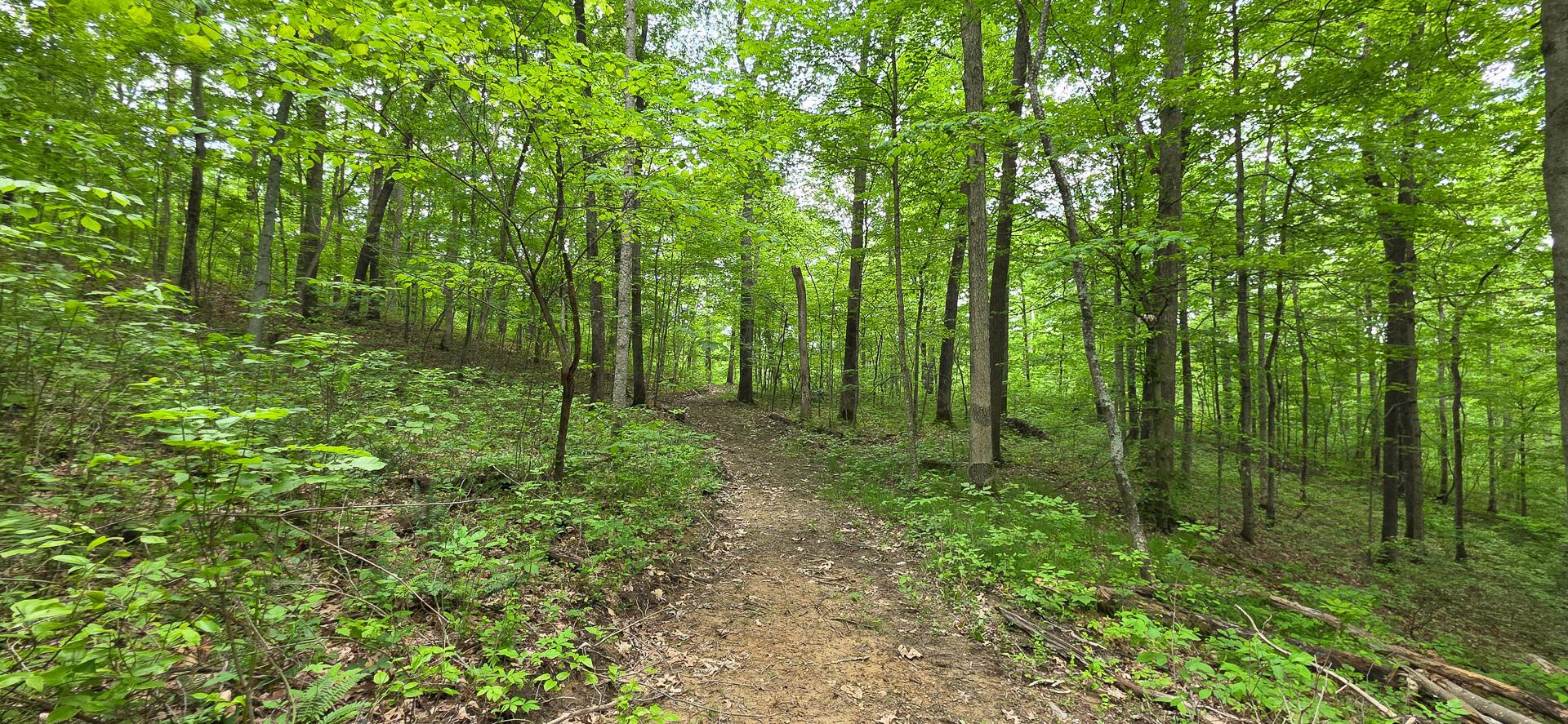 Edmunson Road #TRACT 2 AT BIG TIMBER, Vinton, Ohio image 19