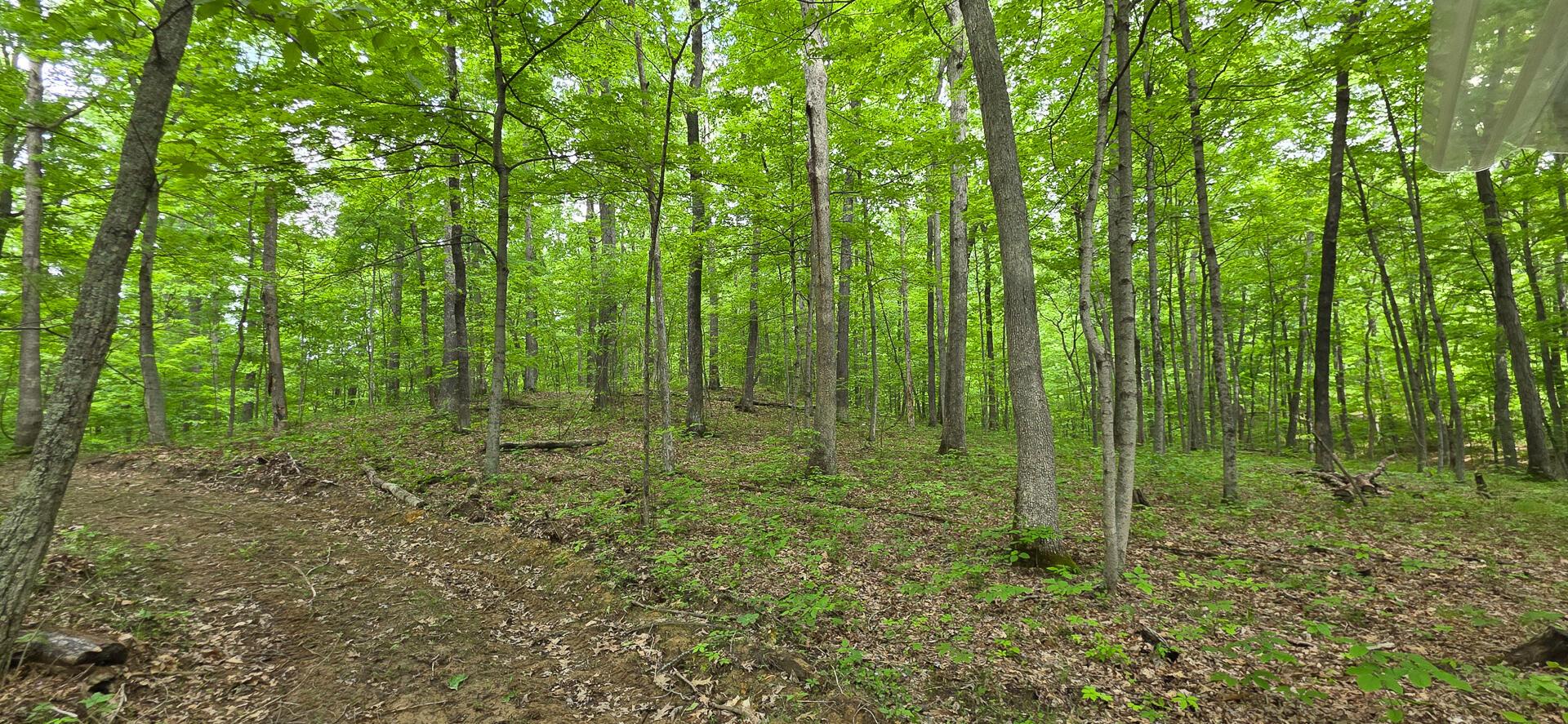 Edmunson Road #TRACT 2 AT BIG TIMBER, Vinton, Ohio image 7