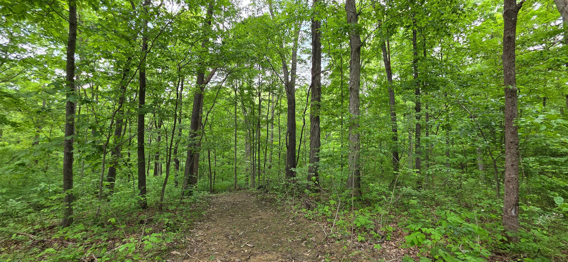 Edmunson Road #TRACT 2 AT BIG TIMBER, Vinton, Ohio image 18