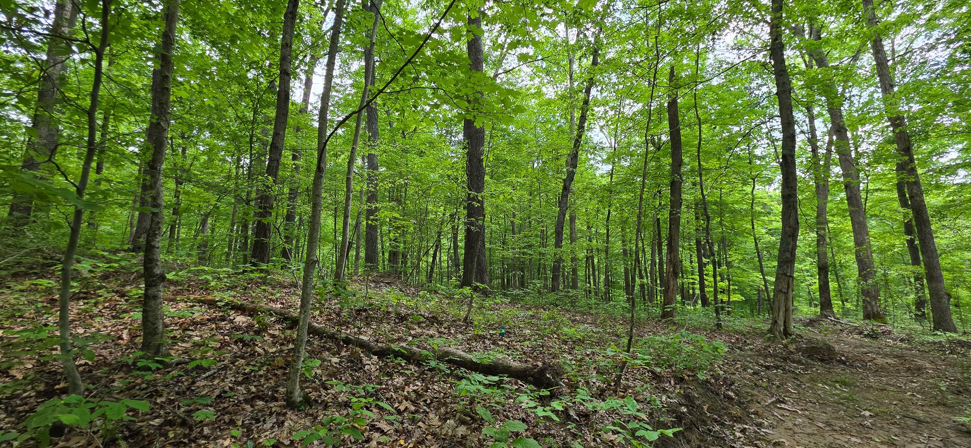Edmunson Road #TRACT 2 AT BIG TIMBER, Vinton, Ohio image 24