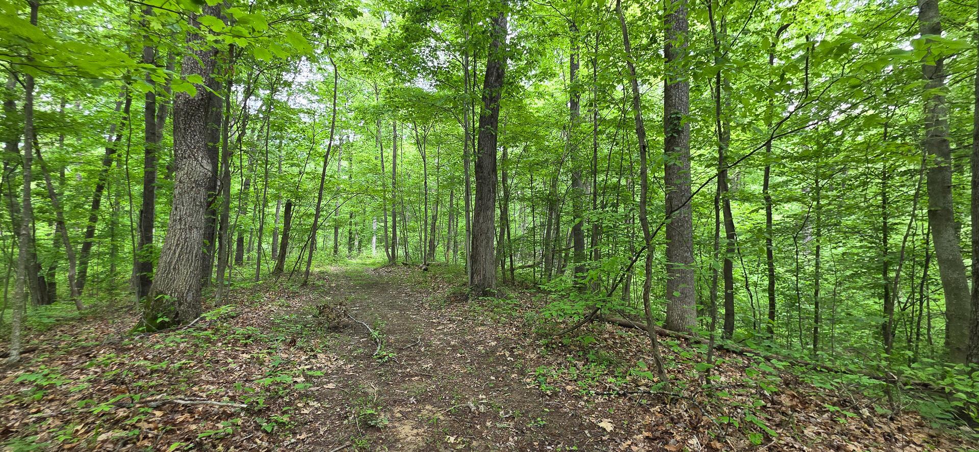 Edmunson Road #TRACT 2 AT BIG TIMBER, Vinton, Ohio image 16