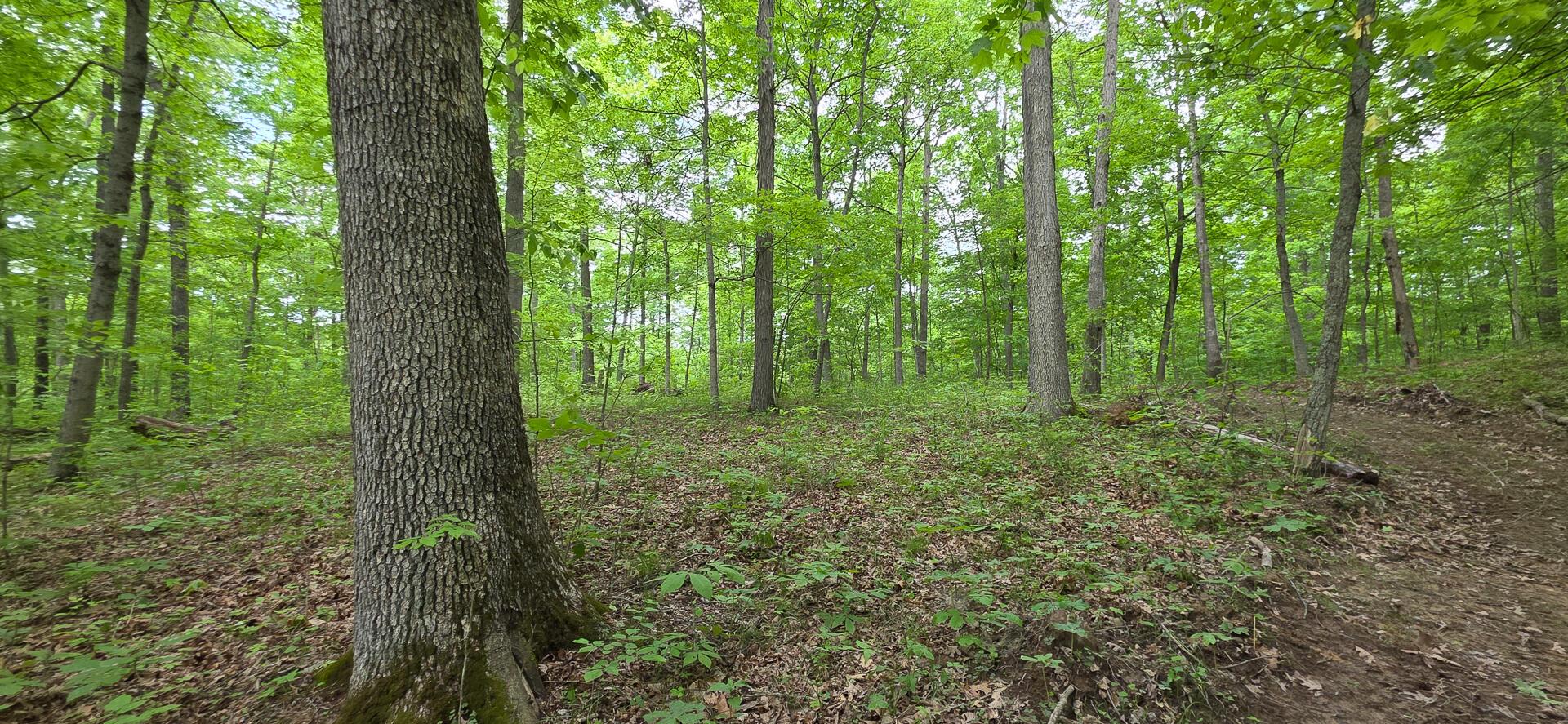 Edmunson Road #TRACT 2 AT BIG TIMBER, Vinton, Ohio image 13