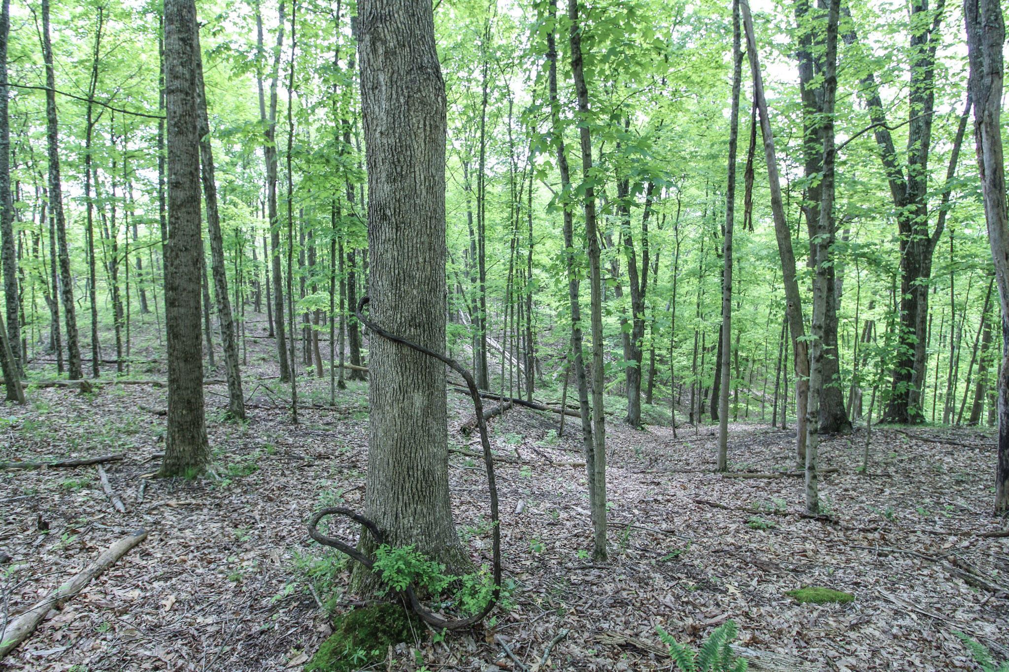 14300 Coolville Ridge Road, Athens, Ohio image 49