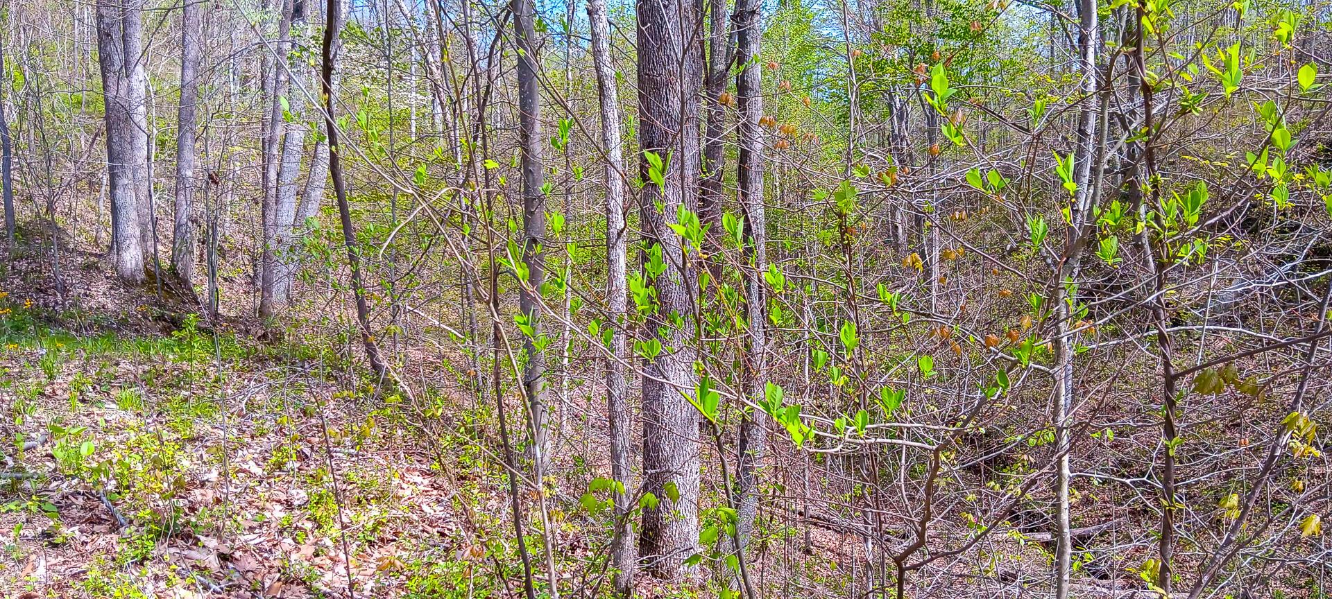 37 Garland Creek Road #CROWN WILDLIFE TRACT 4, Crown City, Ohio image 26