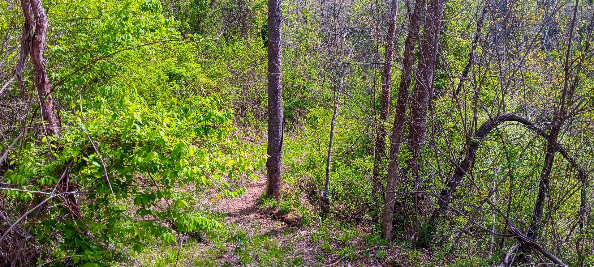 37 Garland Creek Road #CROWN WILDLIFE TRACT 4, Crown City, Ohio image 14
