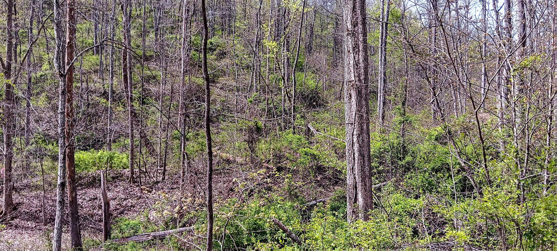 37 Garland Creek Road #CROWN WILDLIFE TRACT 4, Crown City, Ohio image 22