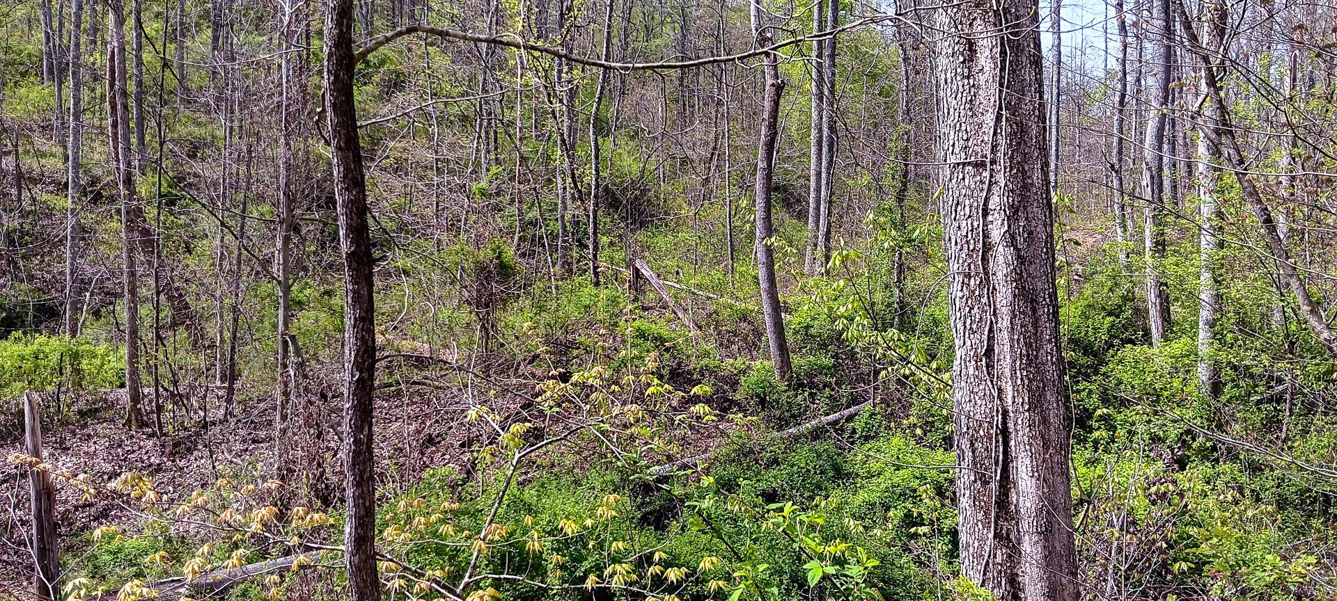 37 Garland Creek Road #CROWN WILDLIFE TRACT 4, Crown City, Ohio image 24