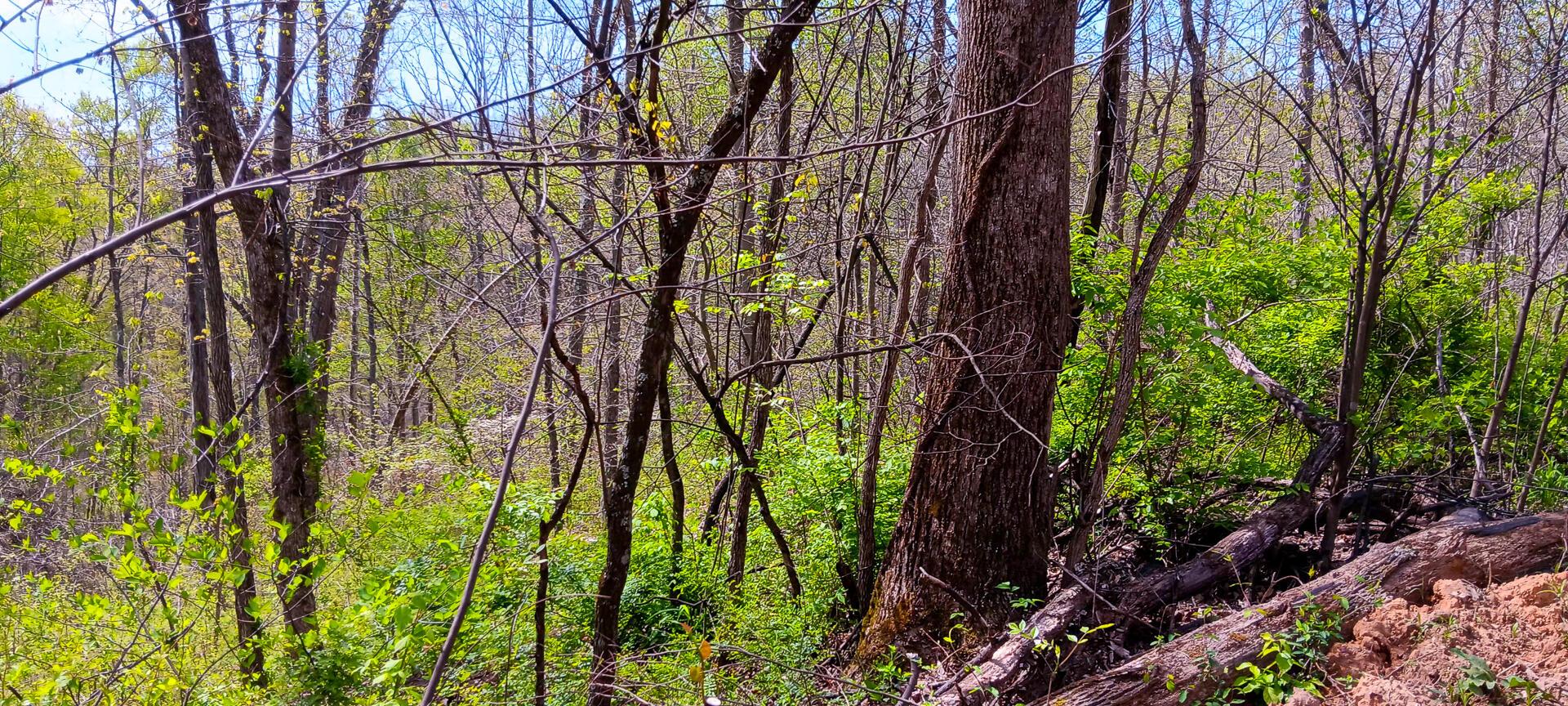 37 Garland Creek Road #CROWN WILDLIFE TRACT 4, Crown City, Ohio image 15