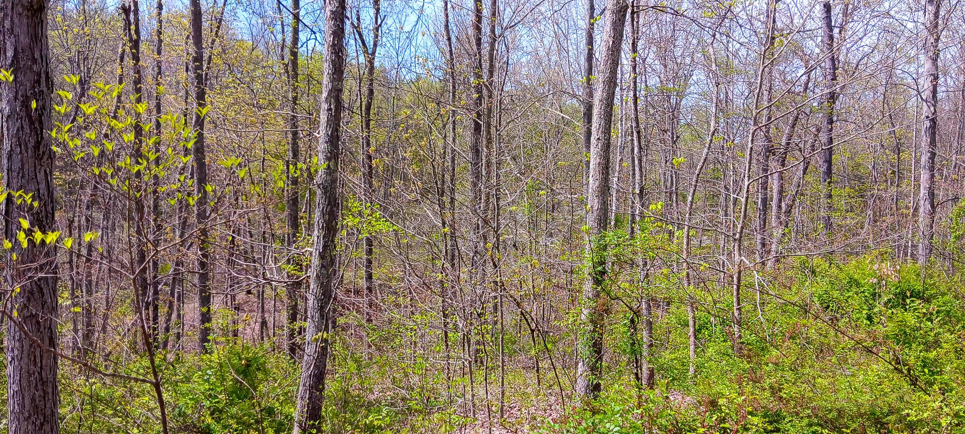 37 Garland Creek Road #CROWN WILDLIFE TRACT 4, Crown City, Ohio image 18