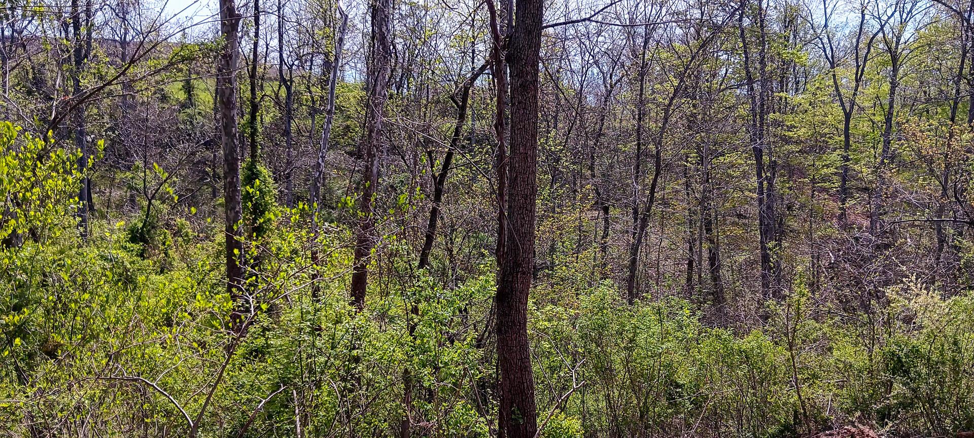 37 Garland Creek Road #CROWN WILDLIFE TRACT 4, Crown City, Ohio image 12