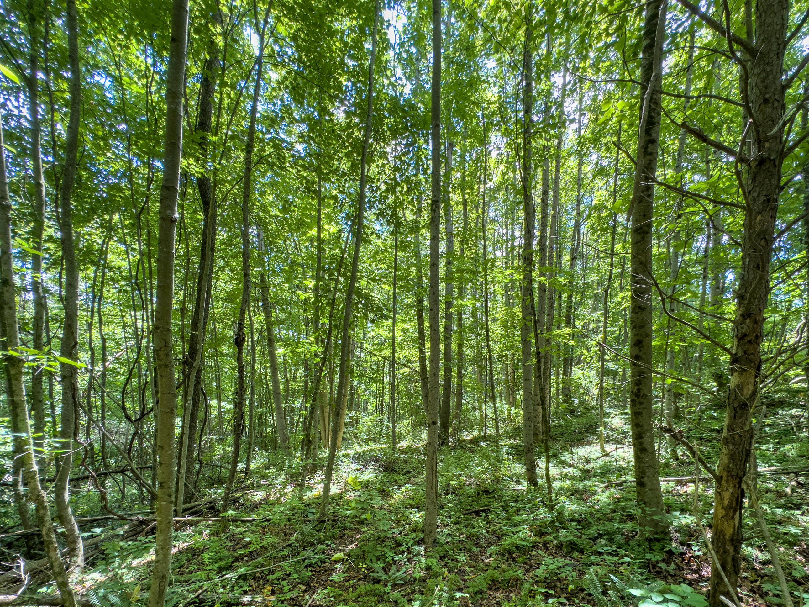 Kalklosch Road, Logan, Ohio image 16