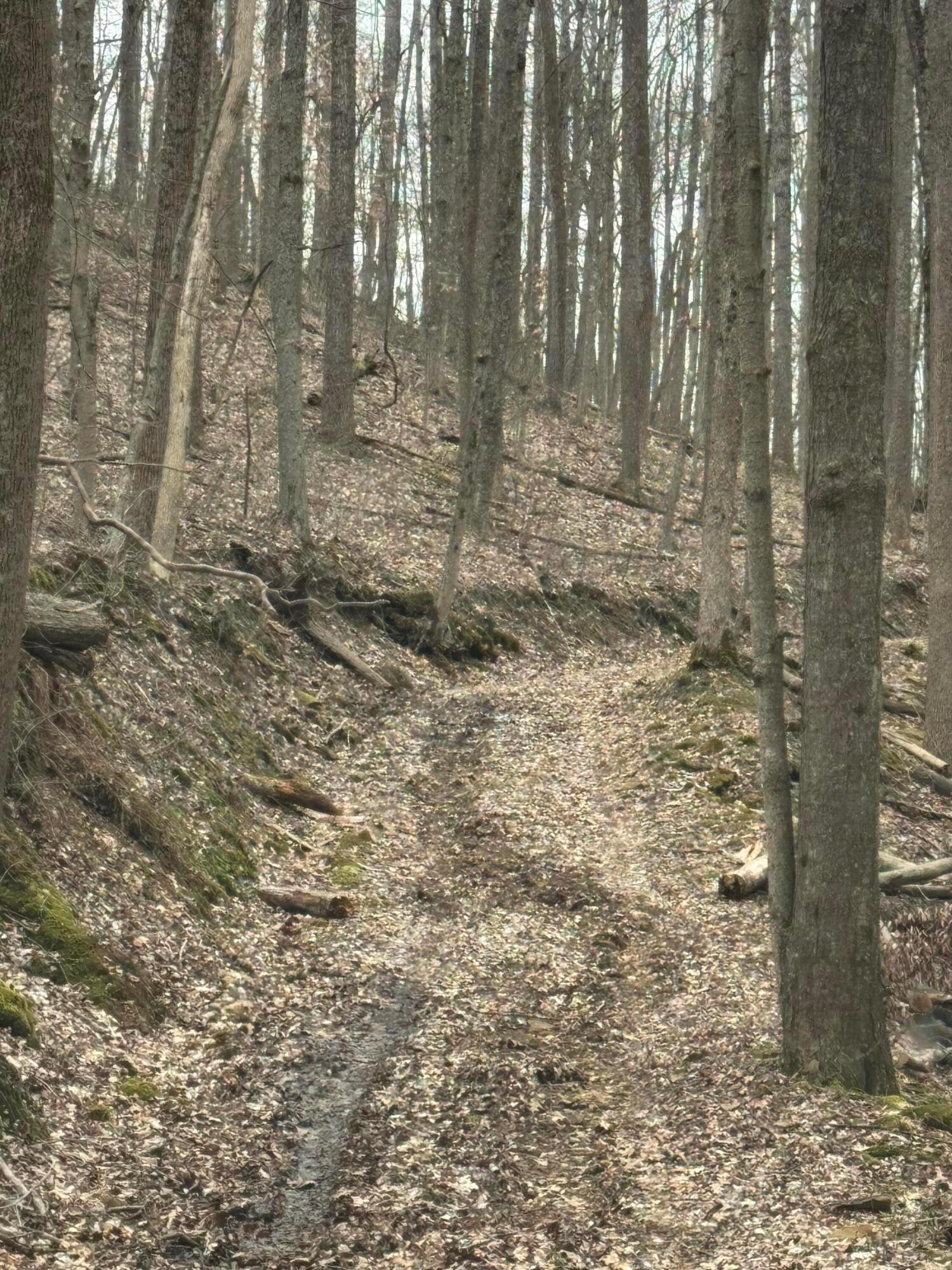 Bellia Road, Laurelville, Ohio image 29