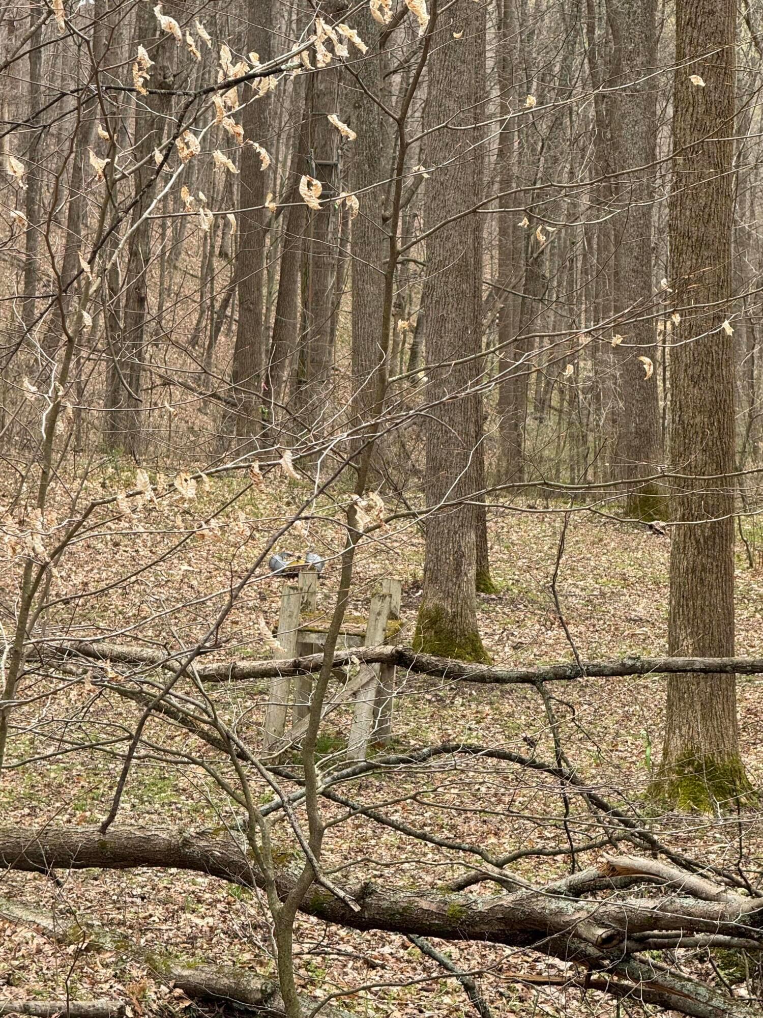 Bellia Road, Laurelville, Ohio image 20