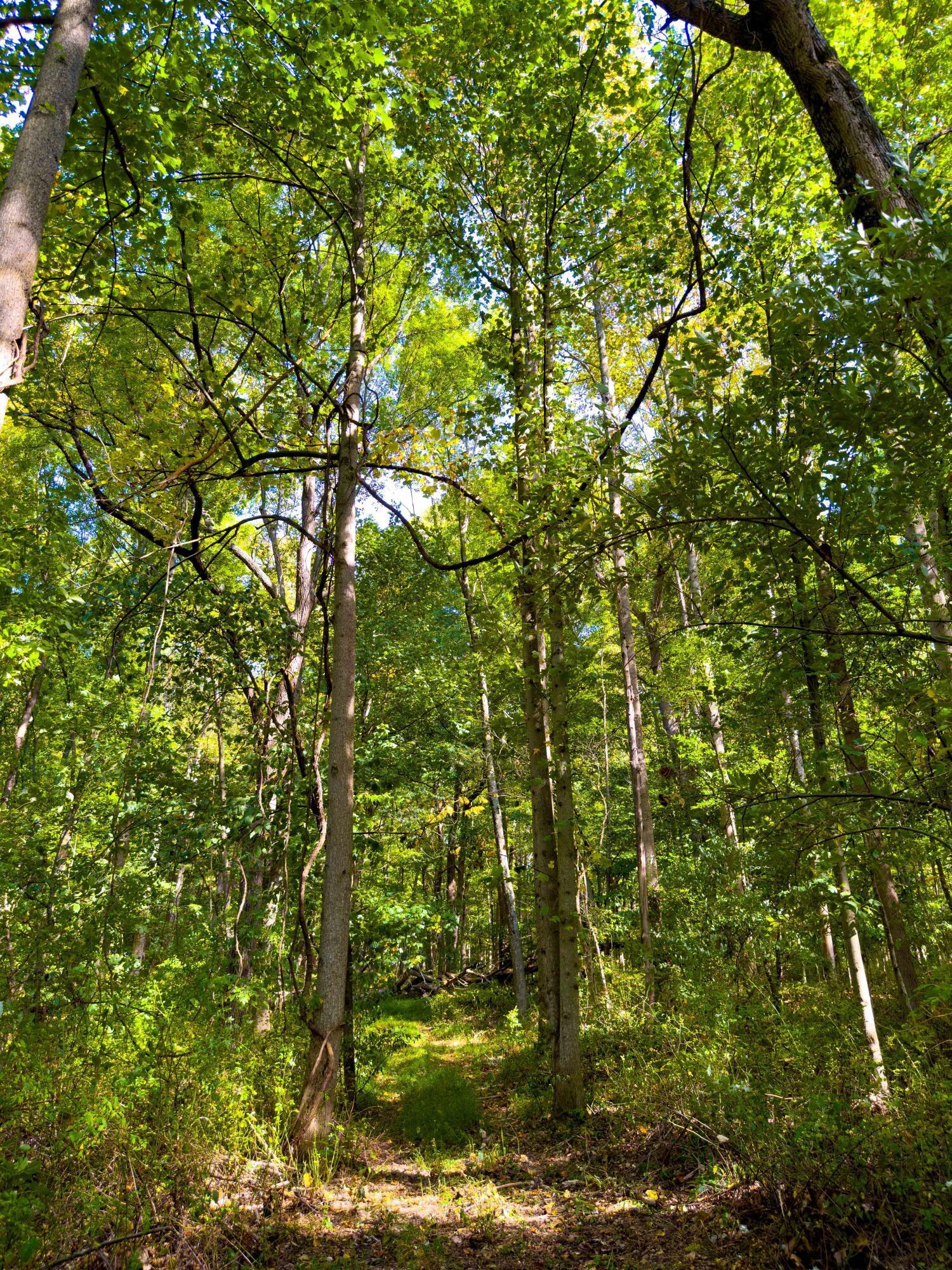Sunnyside Road, Granville, Ohio image 35