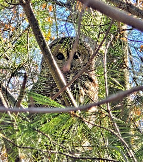 Tiny photo for 2569 Open Bay Court, Galena, OH 43021 (MLS # 226002980)