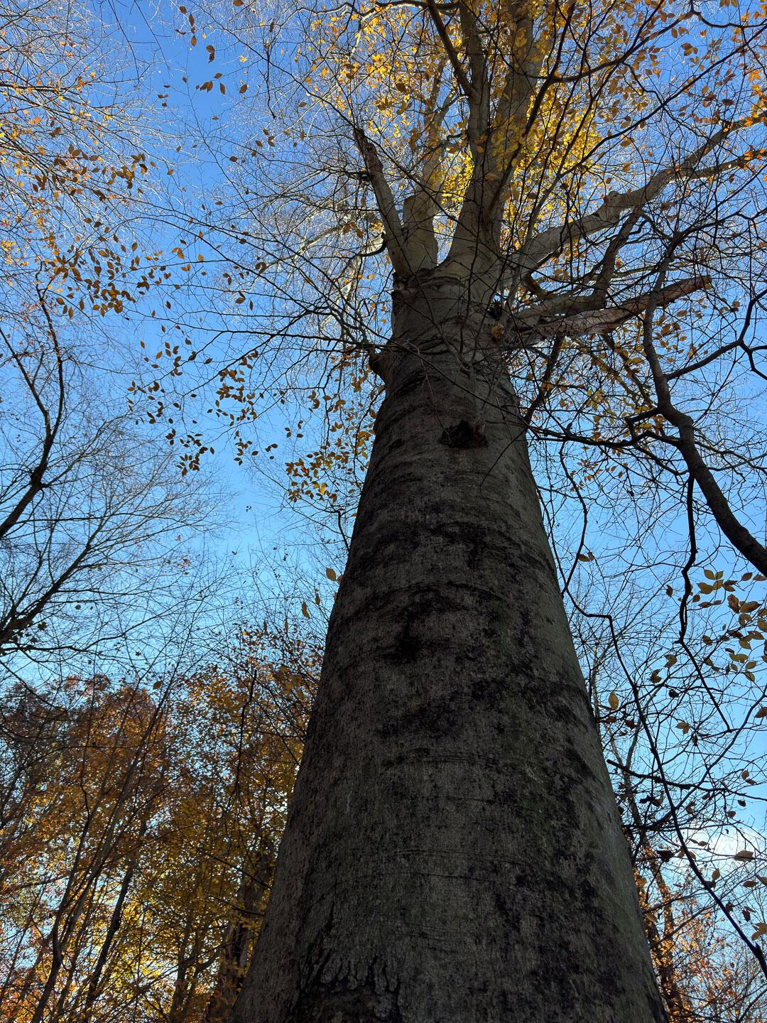 Flint Ridge Road, Hopewell, Ohio image 16