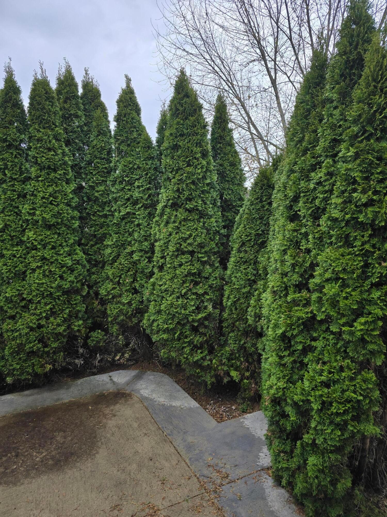1610 Daffodil Place, Lewis Center, Ohio image 35