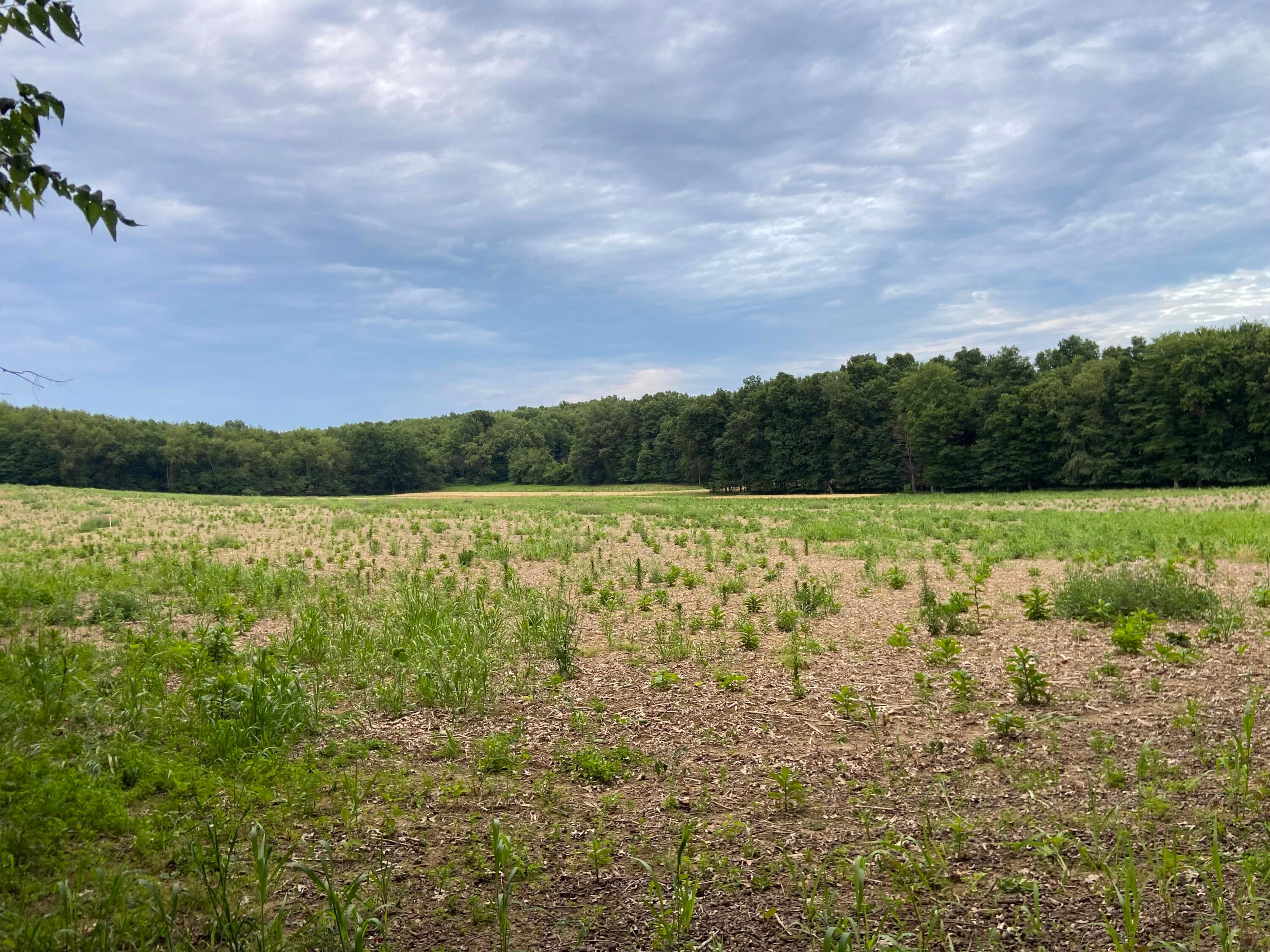 Dog Hollow Road #LOT 8, Saint Louisville, Ohio image 13
