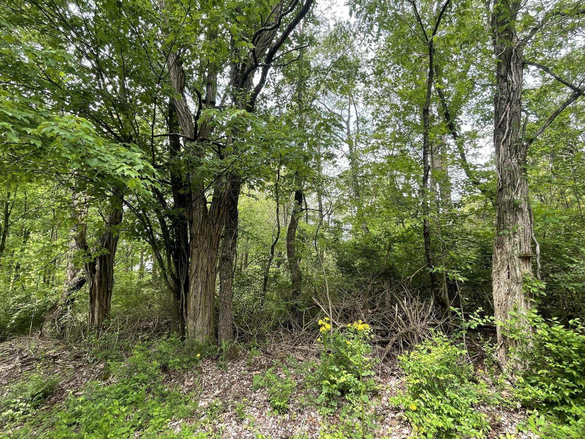Stickle Road, Saint Louisville, Ohio image 8